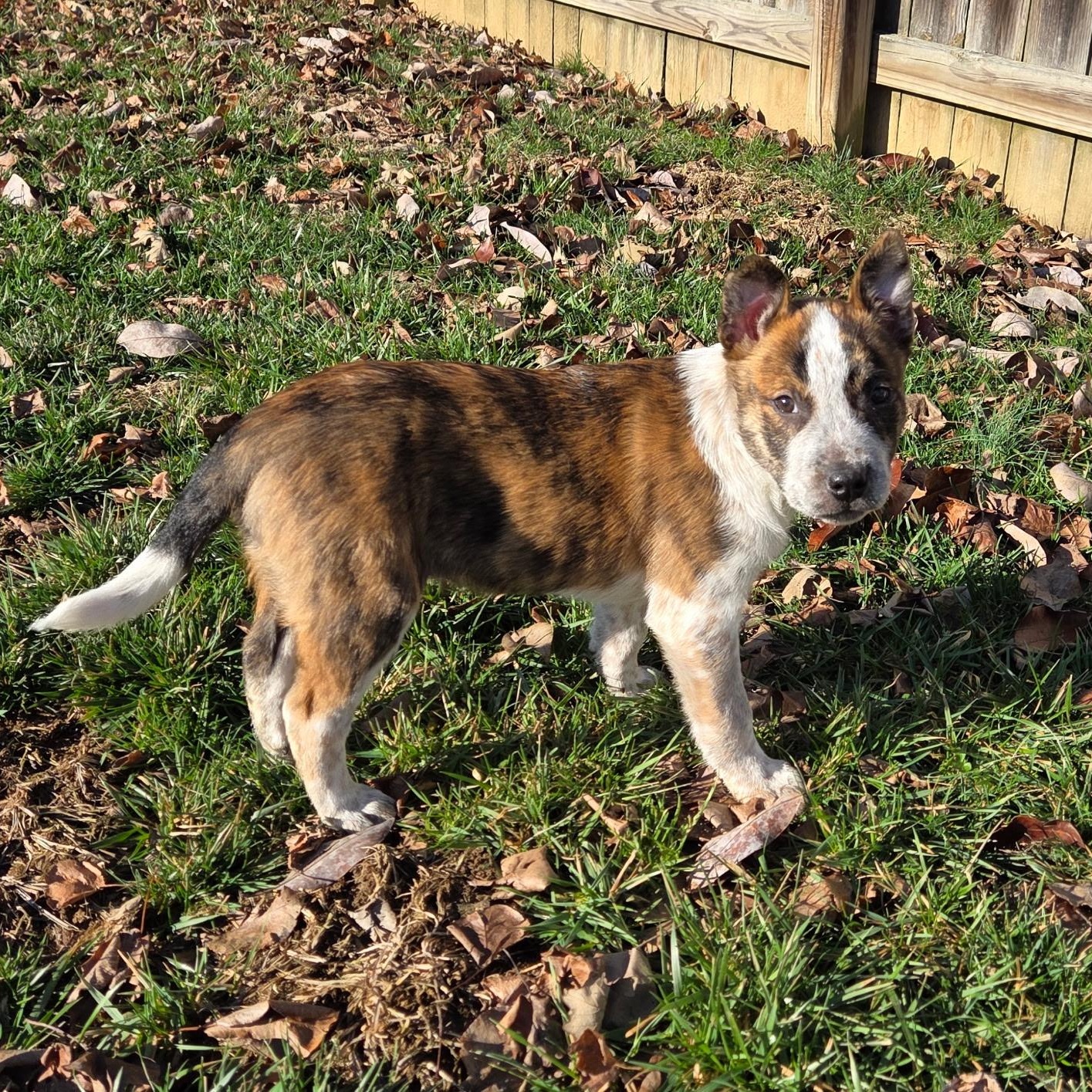 Leo, ADOPTABLE, Puppy Male Australian Cattle Dog / Blue Heeler.