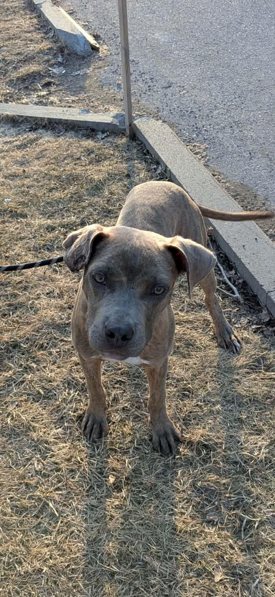 Enlarge Zippy, an adopted Mixed Breed in Vaudreuil-Dorion, QC image 1/1