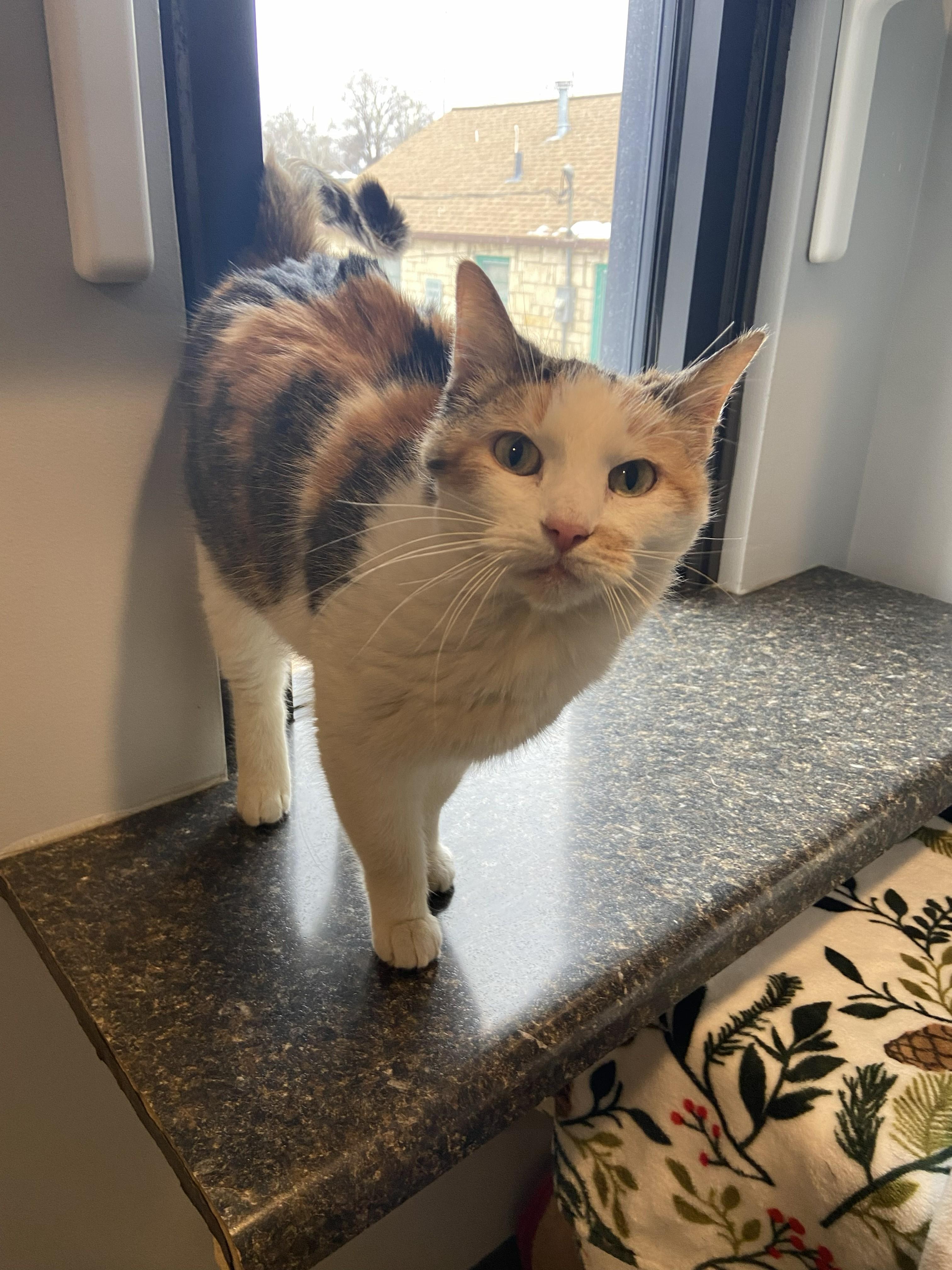 Enlarge Confetti, a ADOPTABLE Domestic Short Hair in Lincoln, NE image 2/2