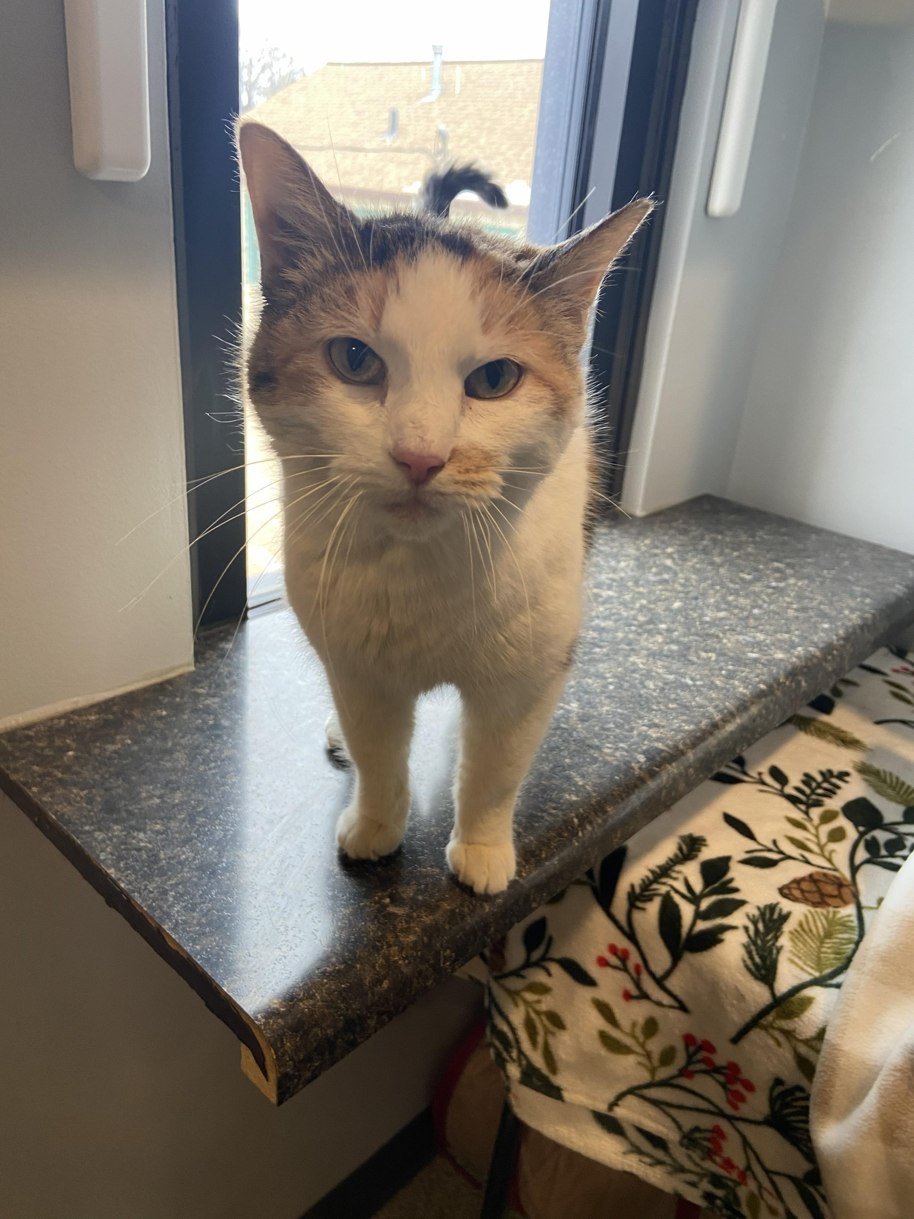 Enlarge Confetti, a ADOPTABLE Domestic Short Hair in Lincoln, NE image 1/2