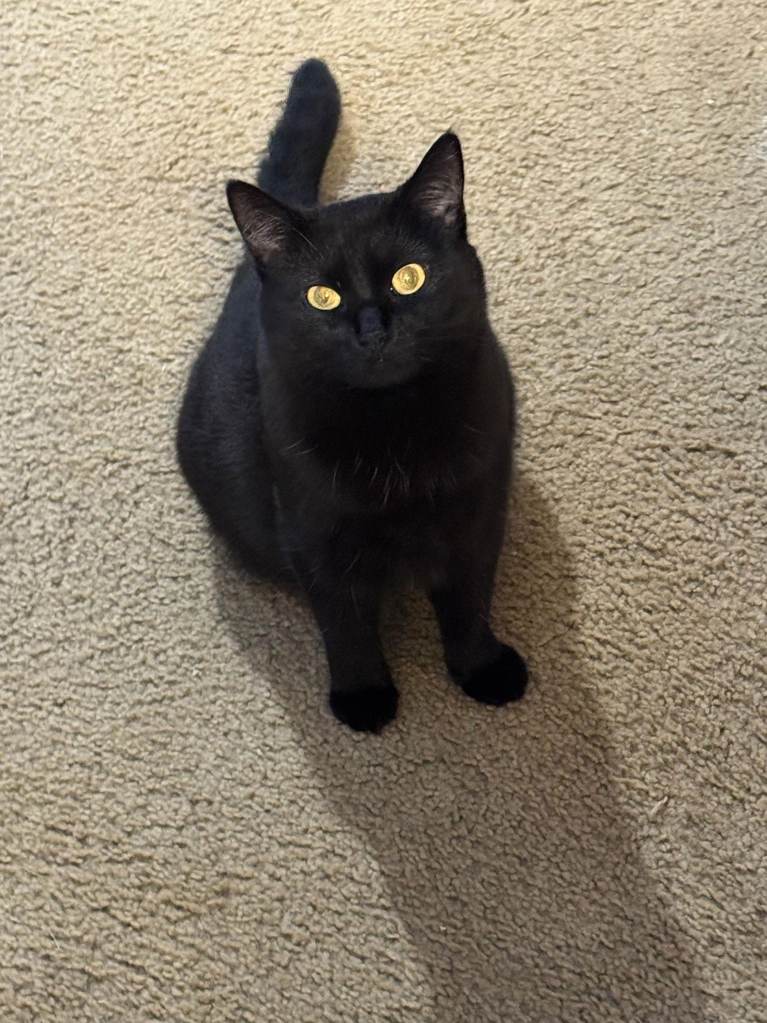 Octavia, Adoptable, Adult Female Domestic Short Hair.