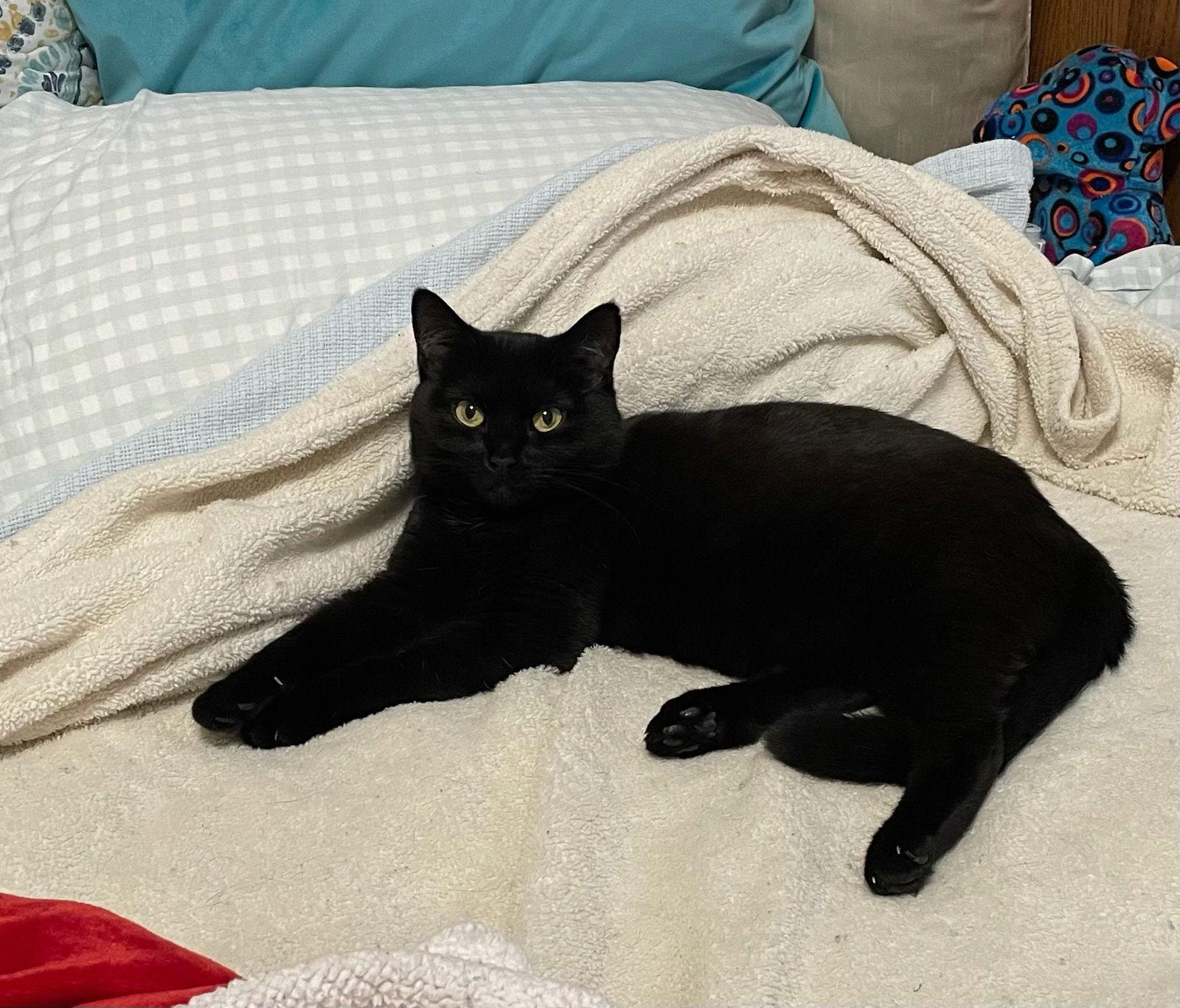 Enlarge Octavia, a Adoptable Domestic Short Hair in Fort Collins, CO image 2/3