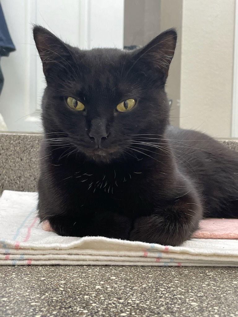 Enlarge Octavia, a Adoptable Domestic Short Hair in Fort Collins, CO image 3/3