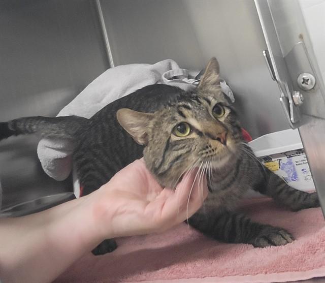 CARTIER, Adoptable, Young Male Domestic Short Hair.