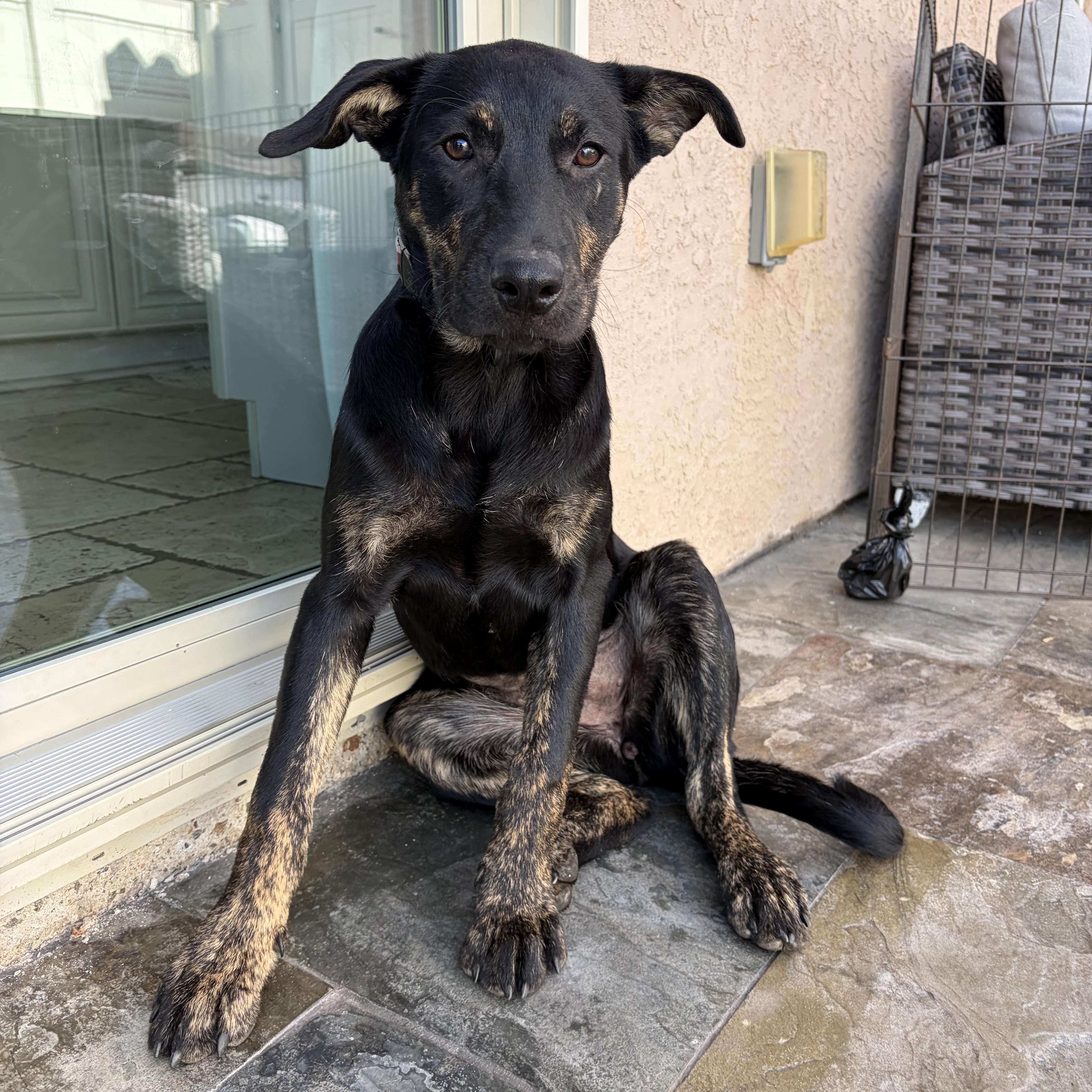 Mable, ADOPTABLE, Puppy Female Shepherd.