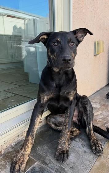 Enlarge Mabel, a ADOPTABLE mixed breed in Poway, CA image 6/6