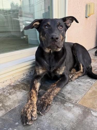 Mabel, ADOPTABLE, Puppy Female Shepherd.