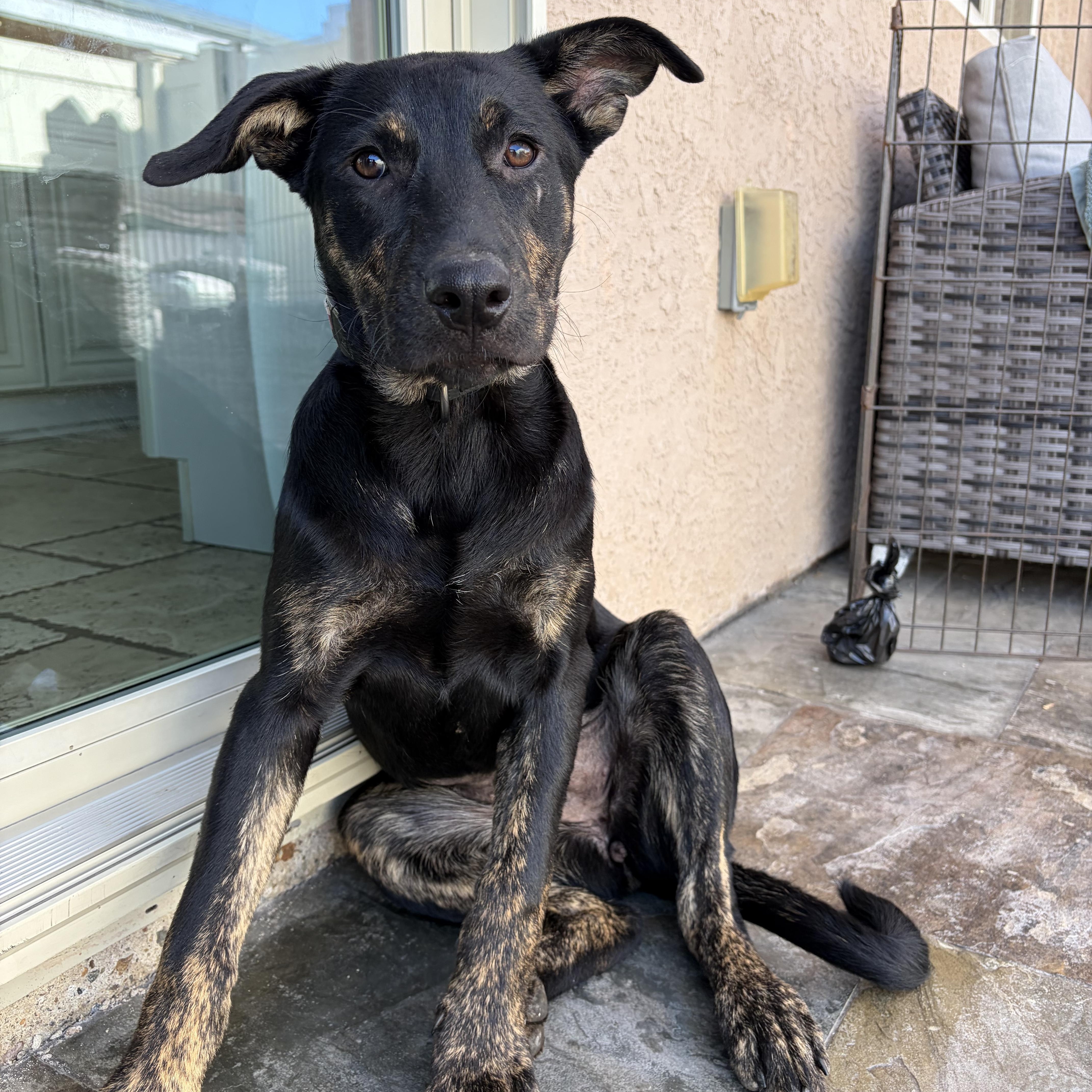 Mable, a ADOPTABLE mixed breed in Poway, CA image 6/6
