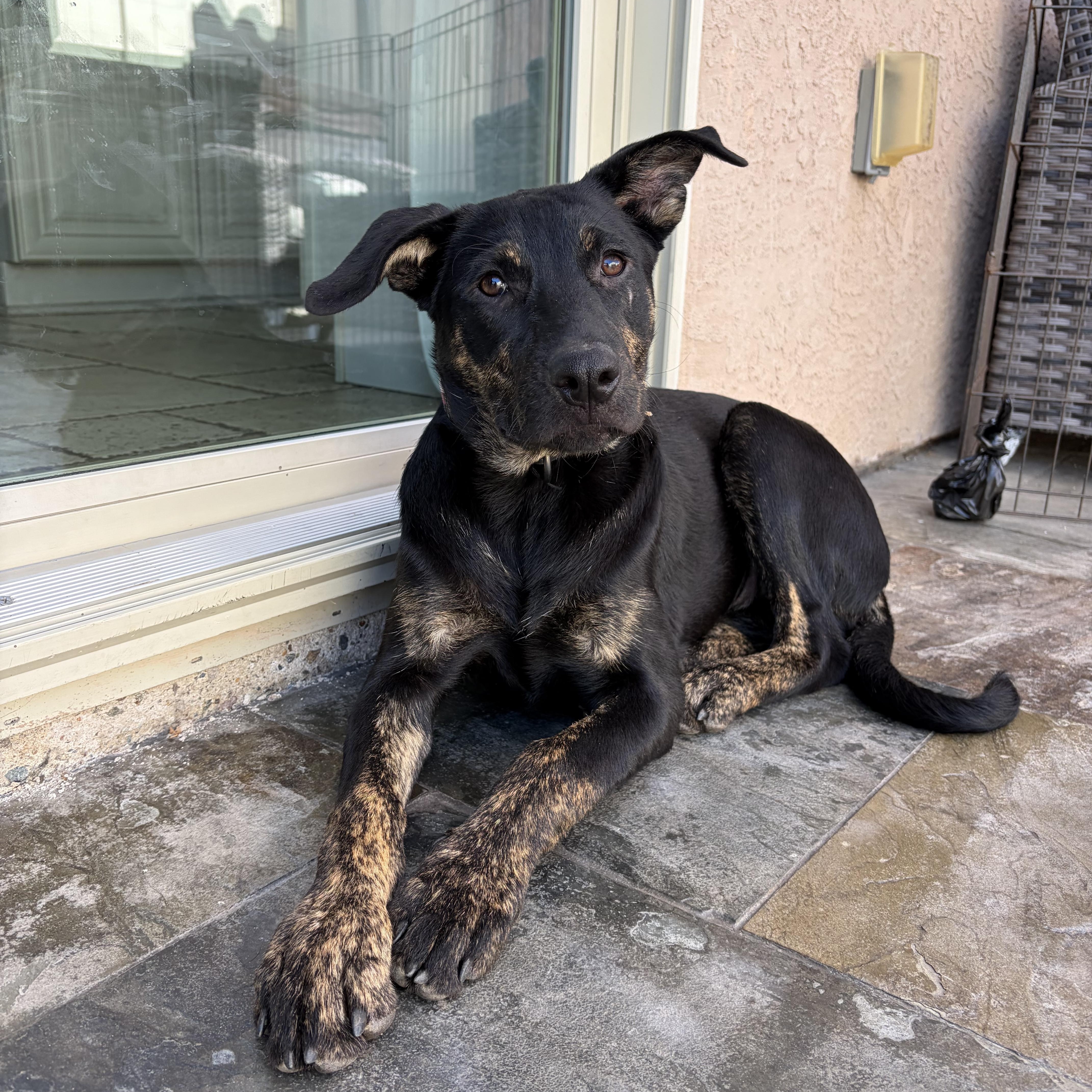 Mable, a ADOPTABLE mixed breed in Poway, CA image 5/6