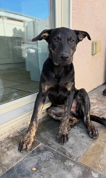 Enlarge Mabel, a ADOPTABLE mixed breed in Poway, CA image 5/6