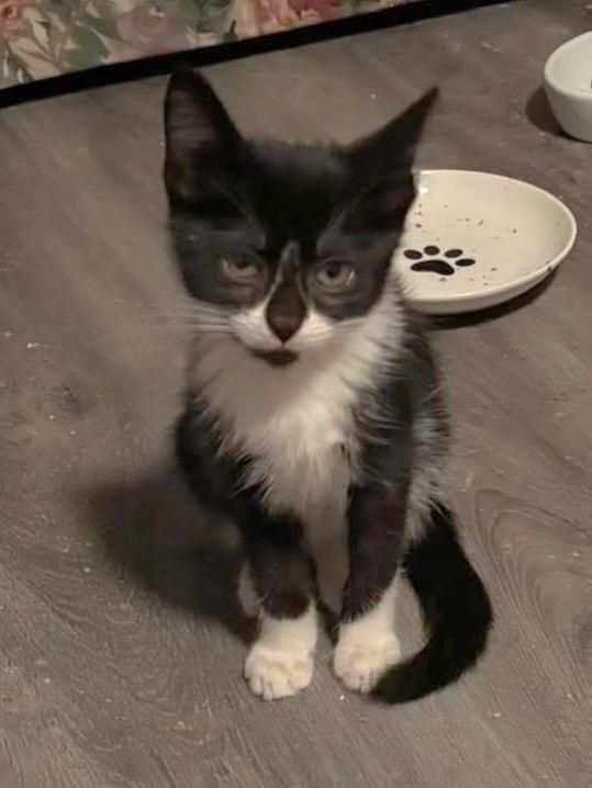 Huntrix, Adoptable, Kitten Female Domestic Short Hair.