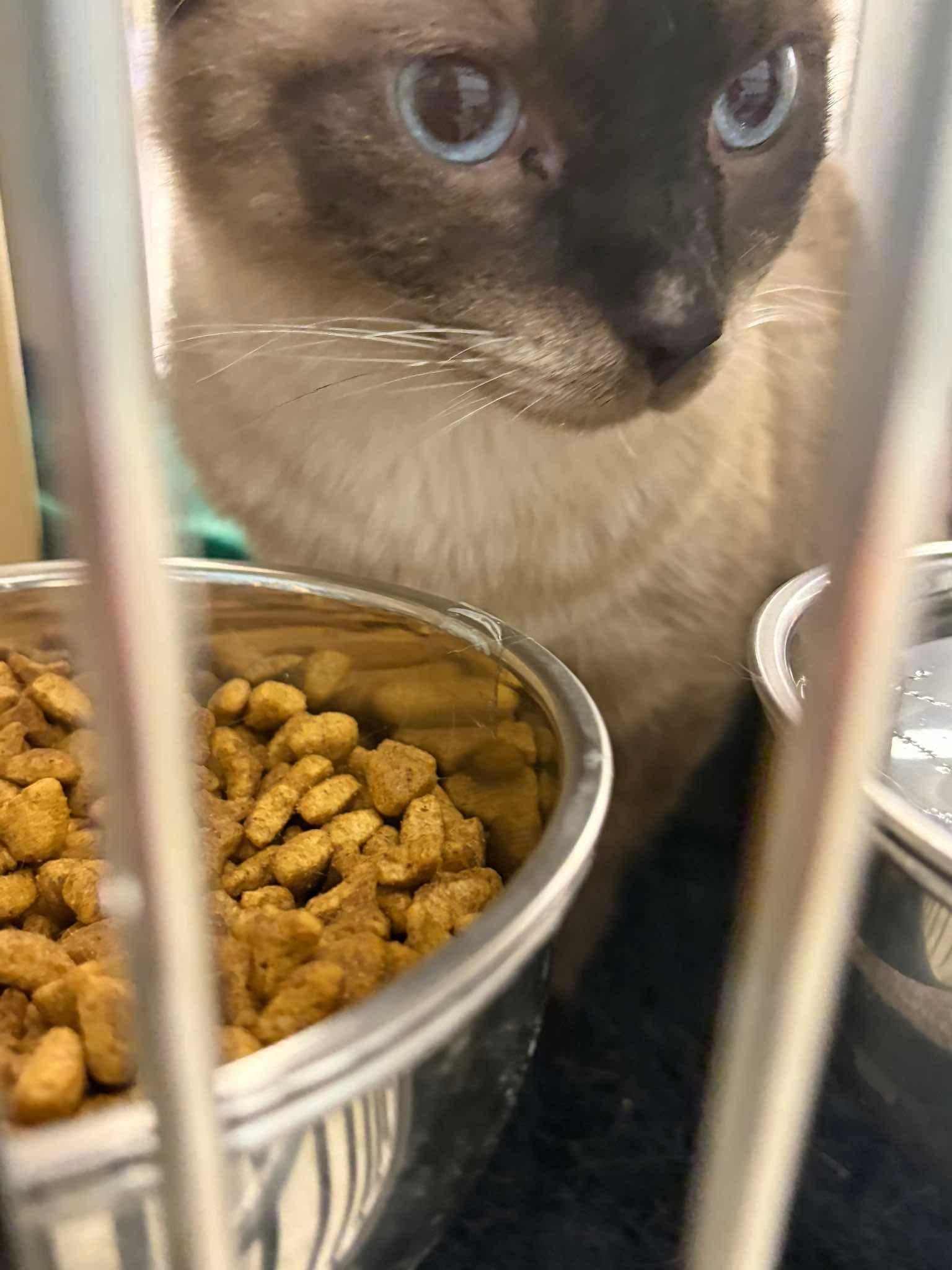 Enlarge Sasha, an adopted Siamese in Grove City, OH image 1/4