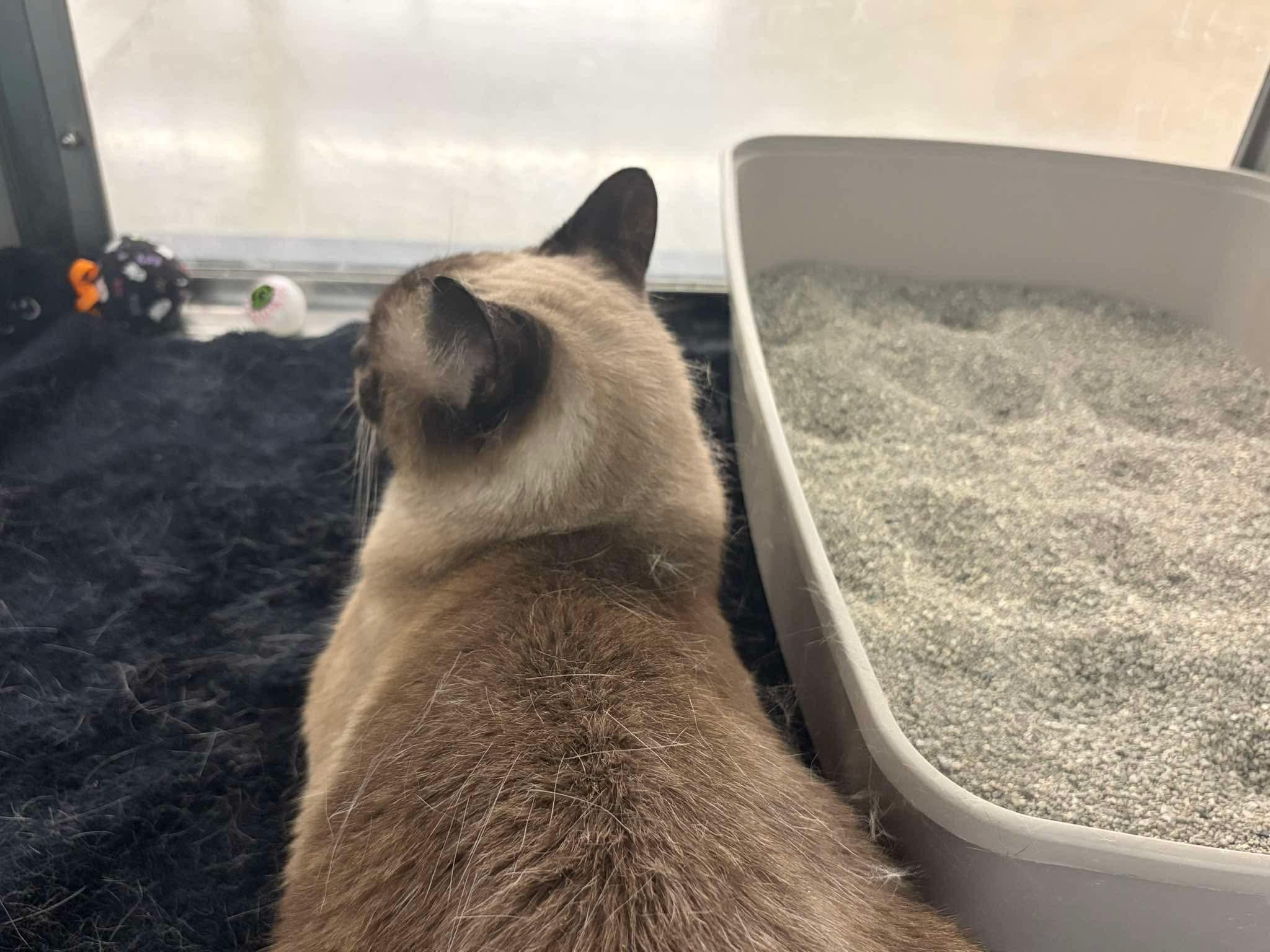Enlarge Sasha, an adopted Siamese in Grove City, OH image 2/4