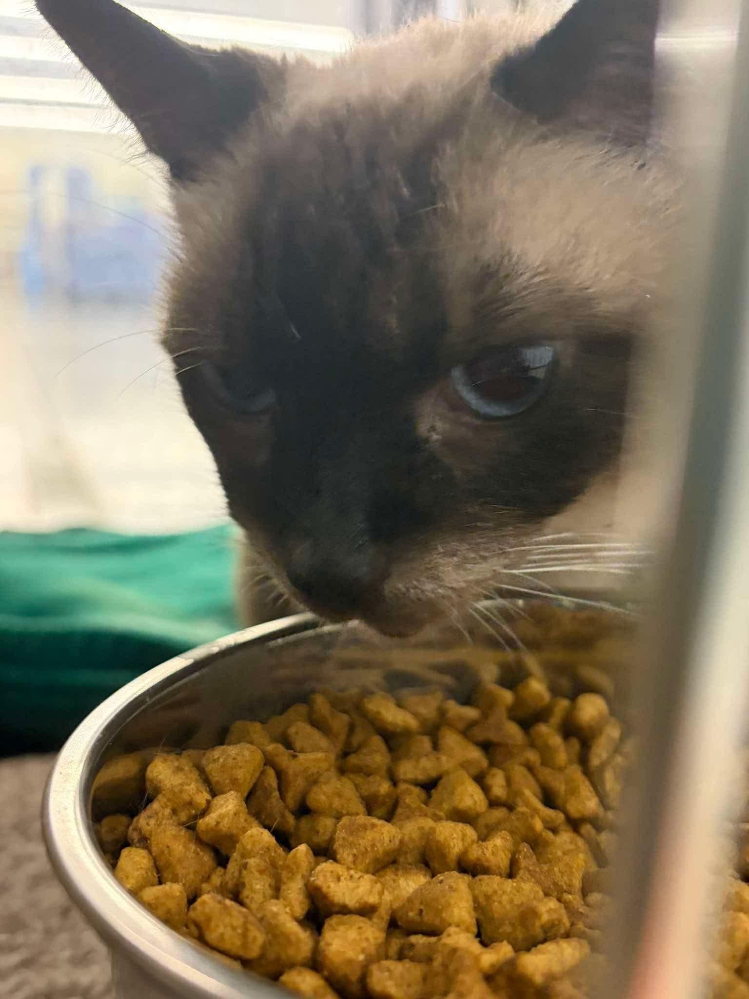 Enlarge Sasha, an adopted Siamese in Grove City, OH image 3/4