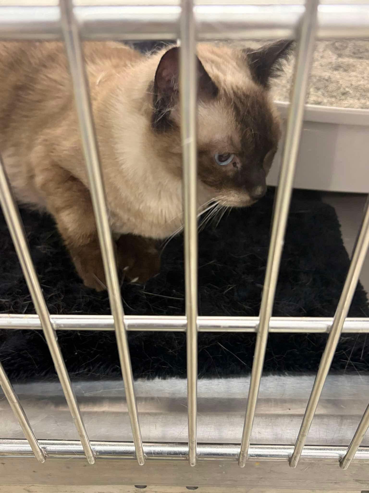 Enlarge Sasha, an adopted Siamese in Grove City, OH image 4/4