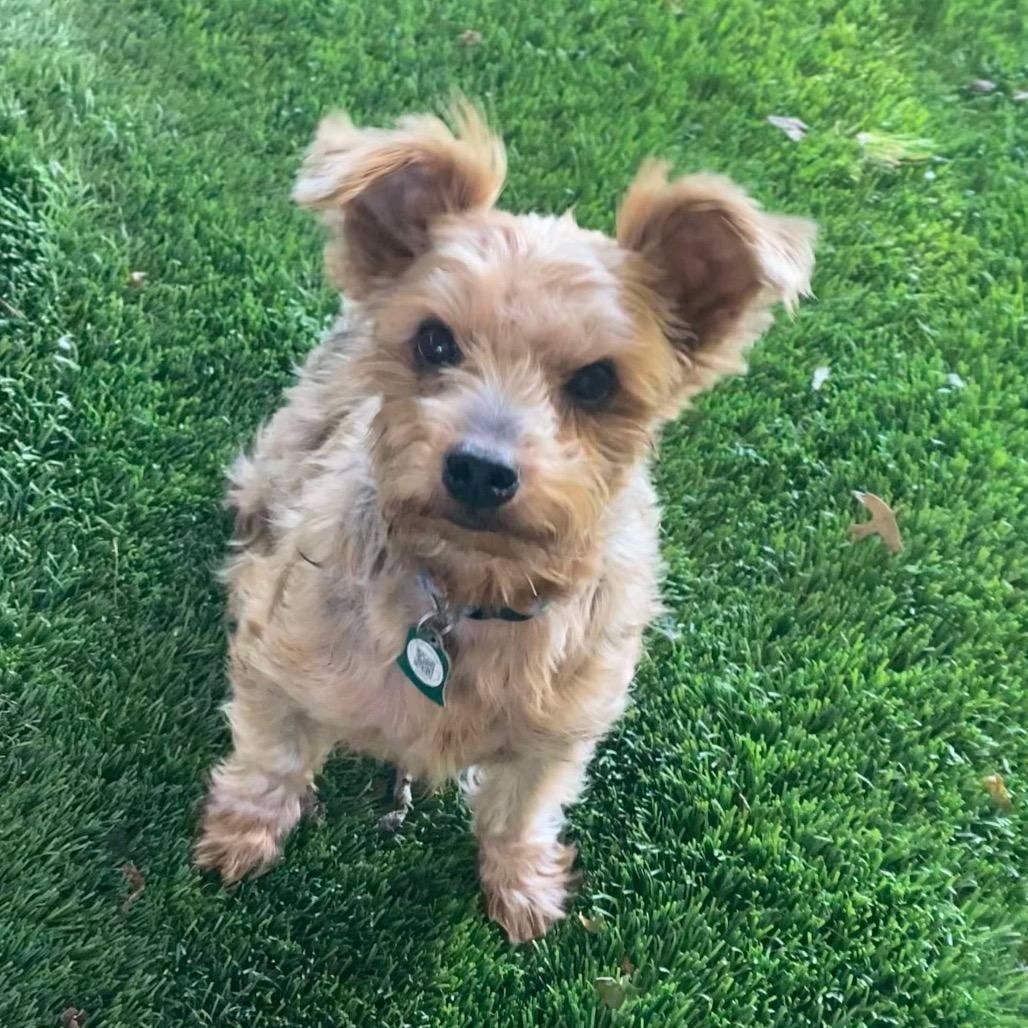 Enlarge Toasty (Dallas), a Adoptable Yorkshire Terrier in Houston, TX image 2/4