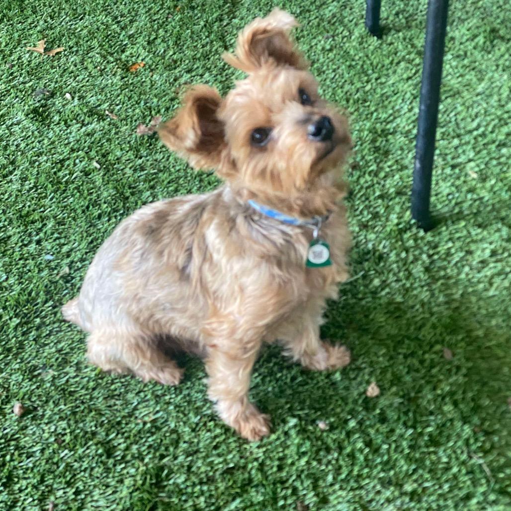 Enlarge Toasty (Dallas), a Adoptable Yorkshire Terrier in Houston, TX image 2/4