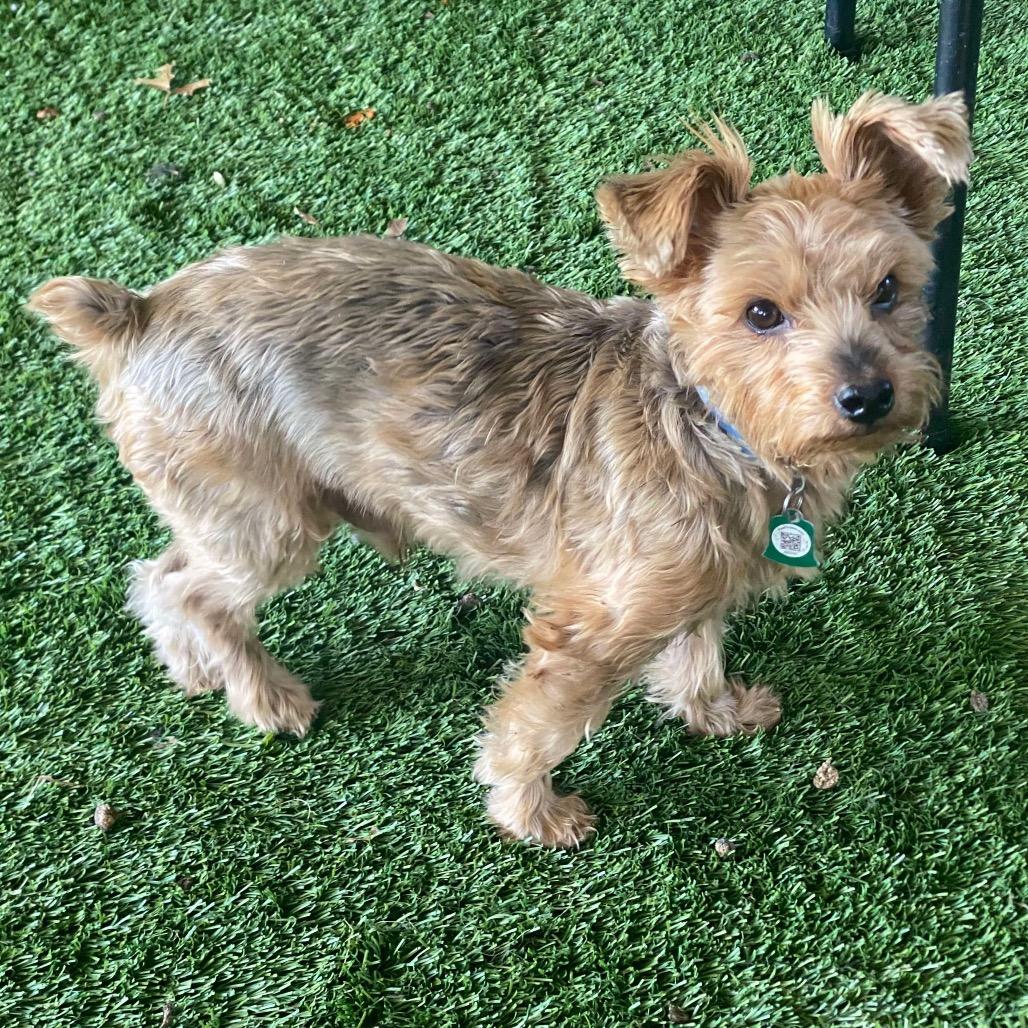 Enlarge Toasty (Dallas), a Adoptable Yorkshire Terrier in Houston, TX image 3/4