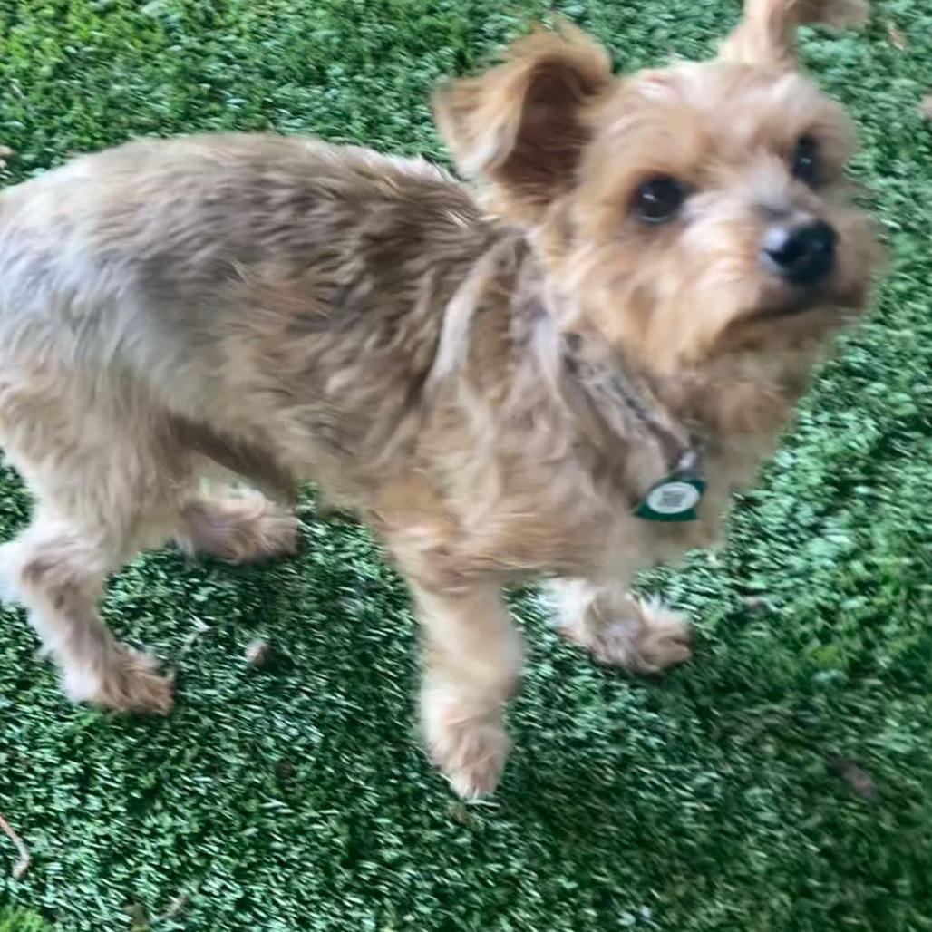 Enlarge Toasty (Dallas), a Adoptable Yorkshire Terrier in Houston, TX image 4/4