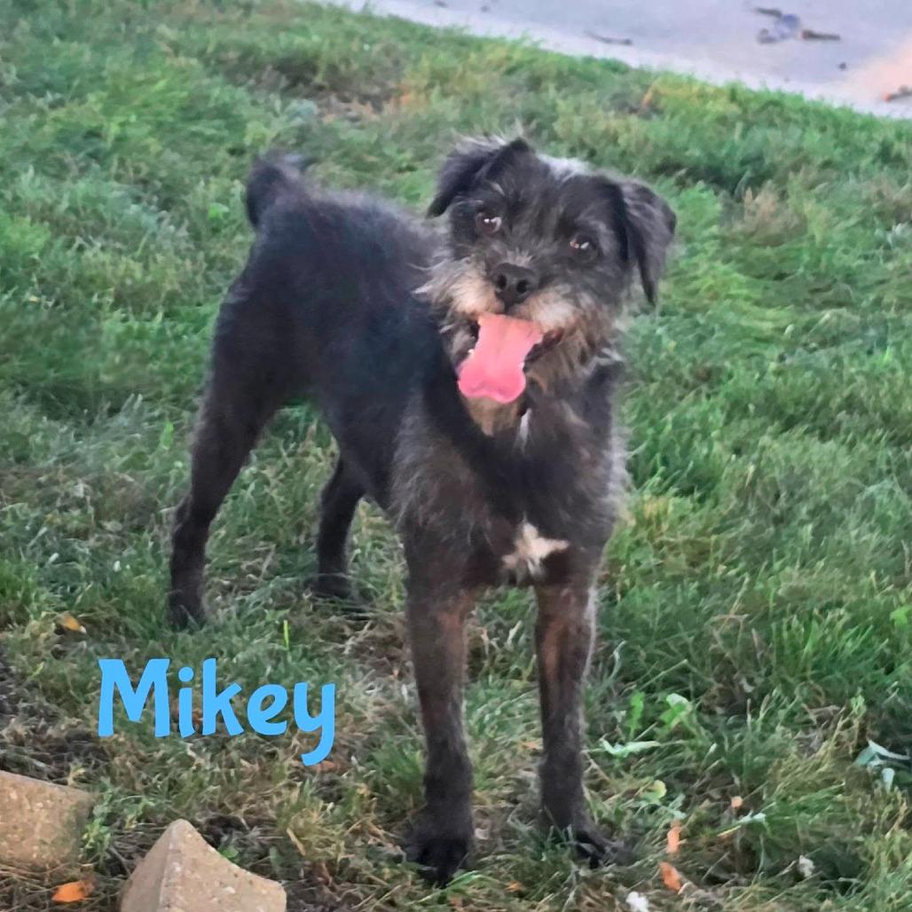 Mikey, Adoptable, Adult Male Mixed Breed.
