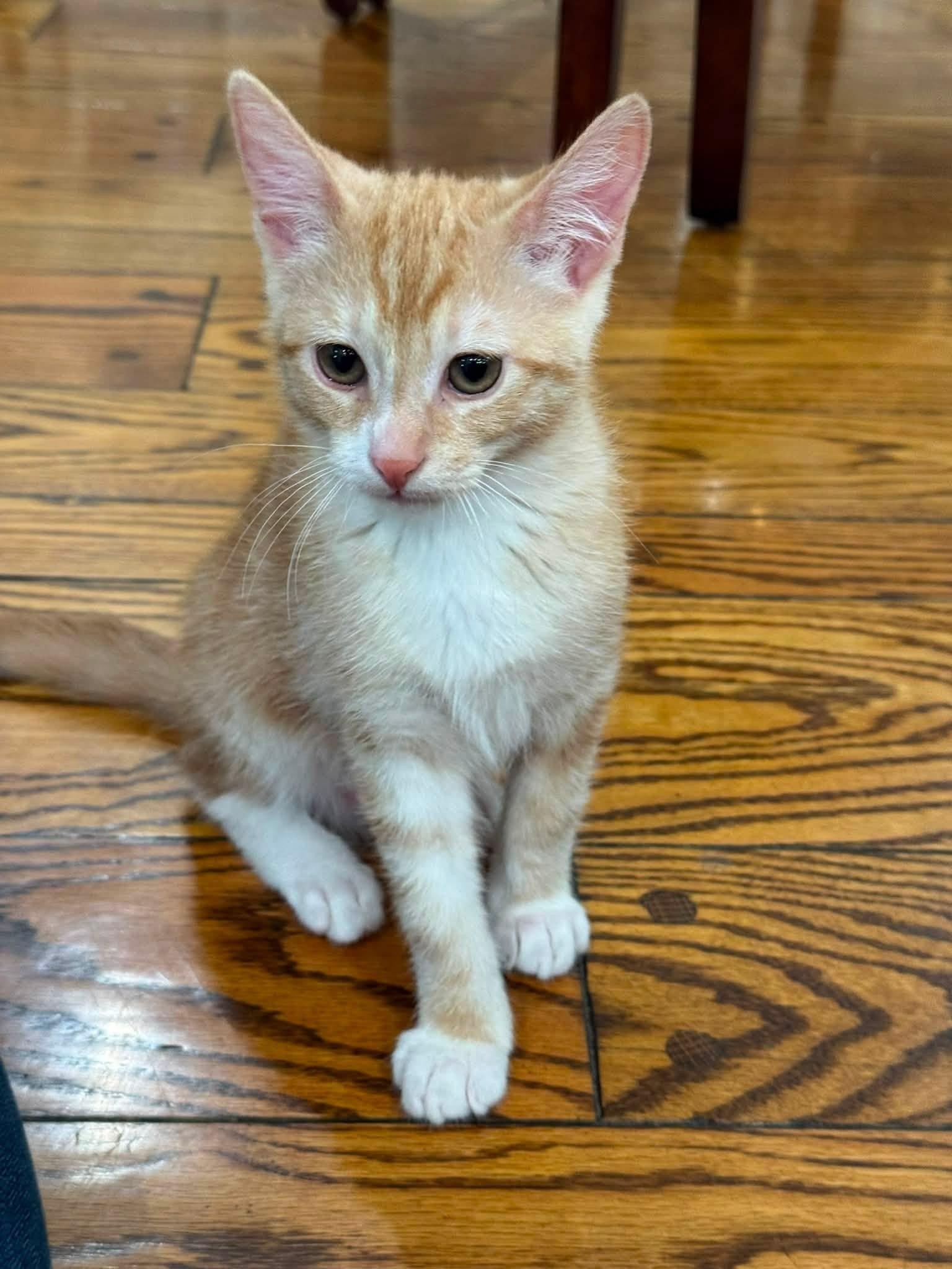 Aristotle, adopted, Kitten Male Domestic Short Hair.