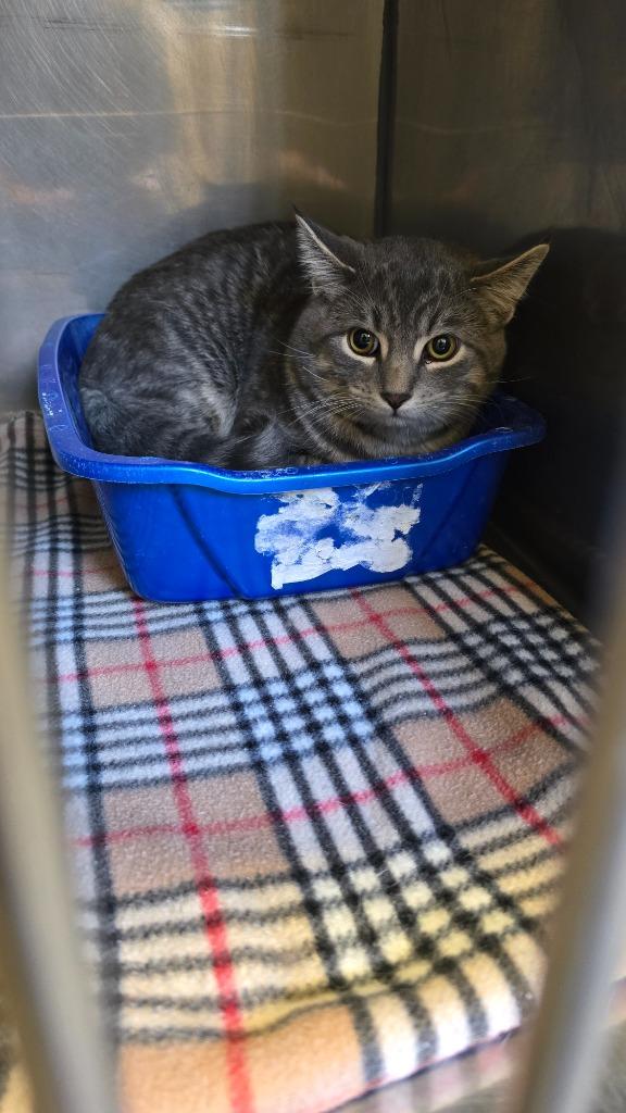 Enlarge Scare, a Adopted mixed breed in Virginia, MN image 1/1