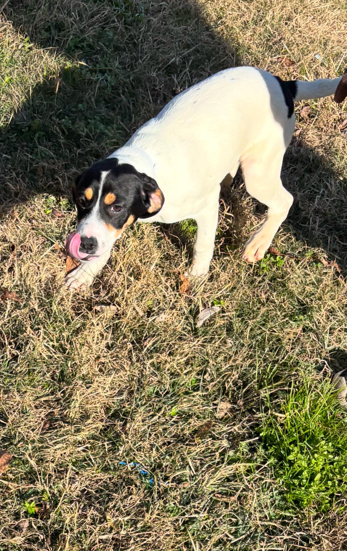 Ashley, a Adoptable mixed breed in Johnston, RI image 2/3