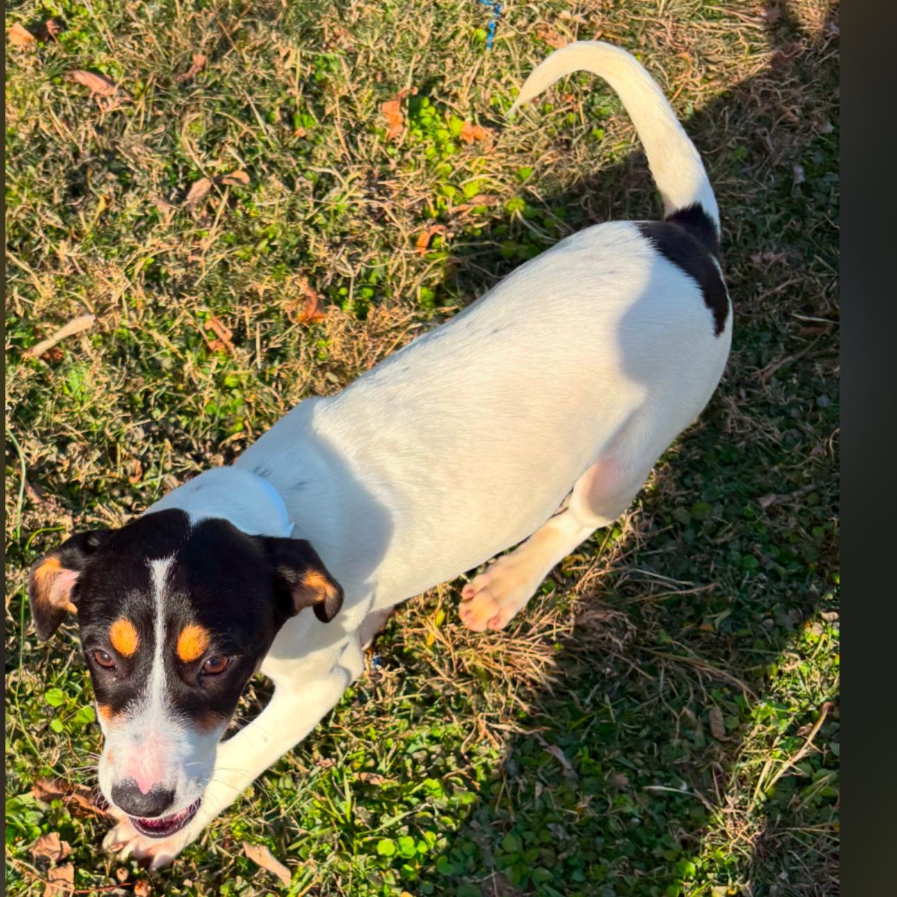 Ashley, a Adoptable mixed breed in Johnston, RI image 1/3