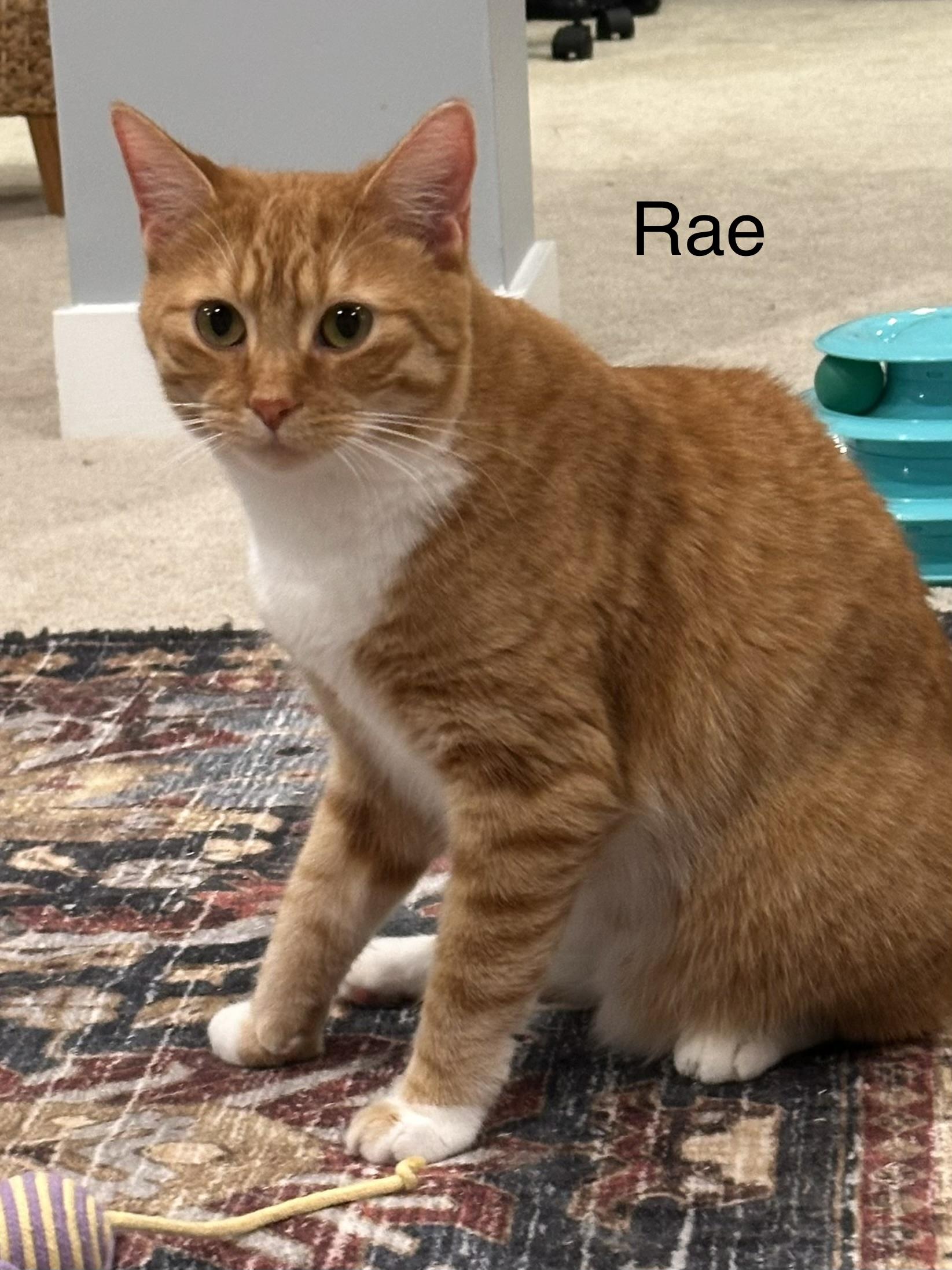 Rae, ADOPTABLE, Adult Female Domestic Short Hair.