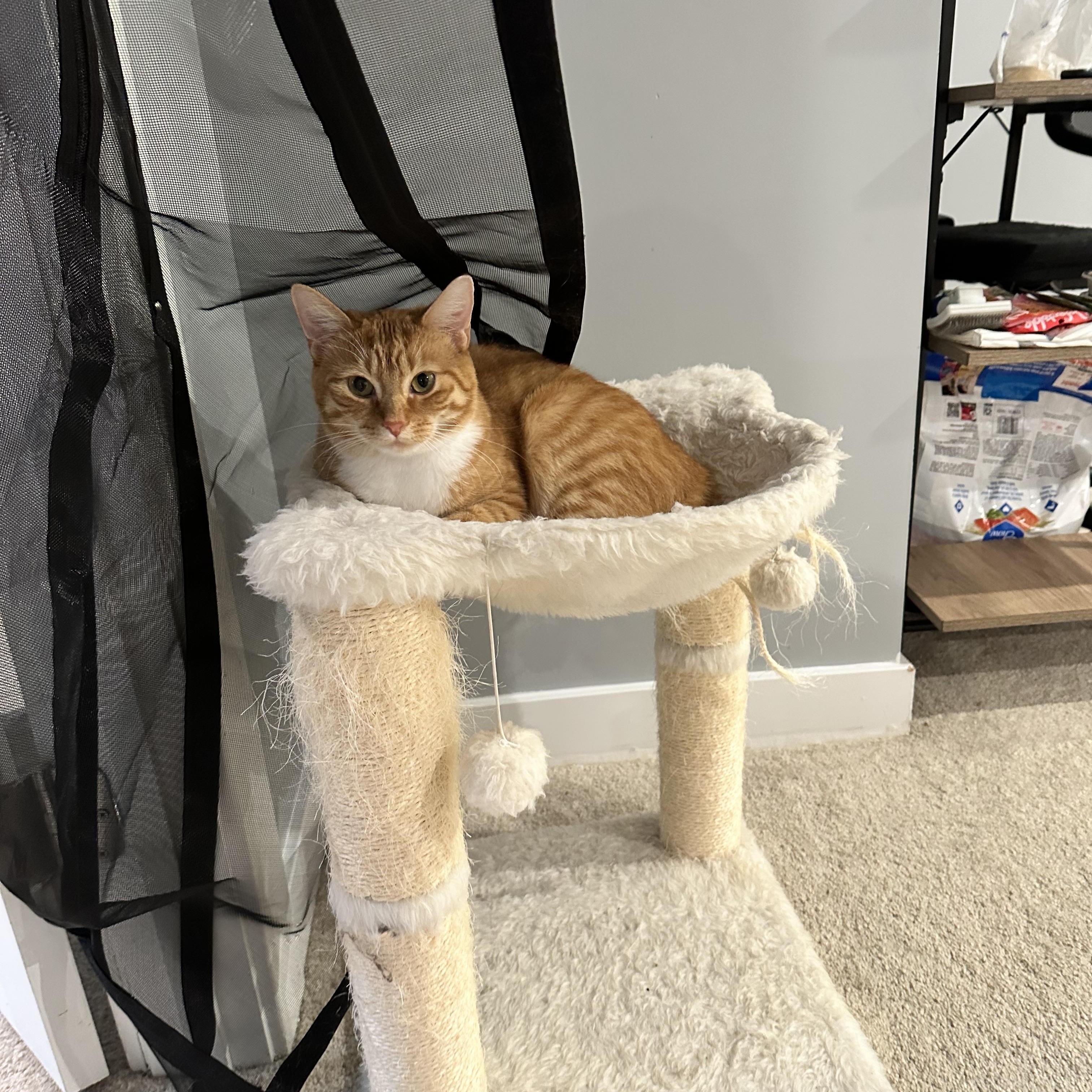 Rae, a ADOPTABLE Domestic Short Hair in Ruther Glen, VA image 2/2