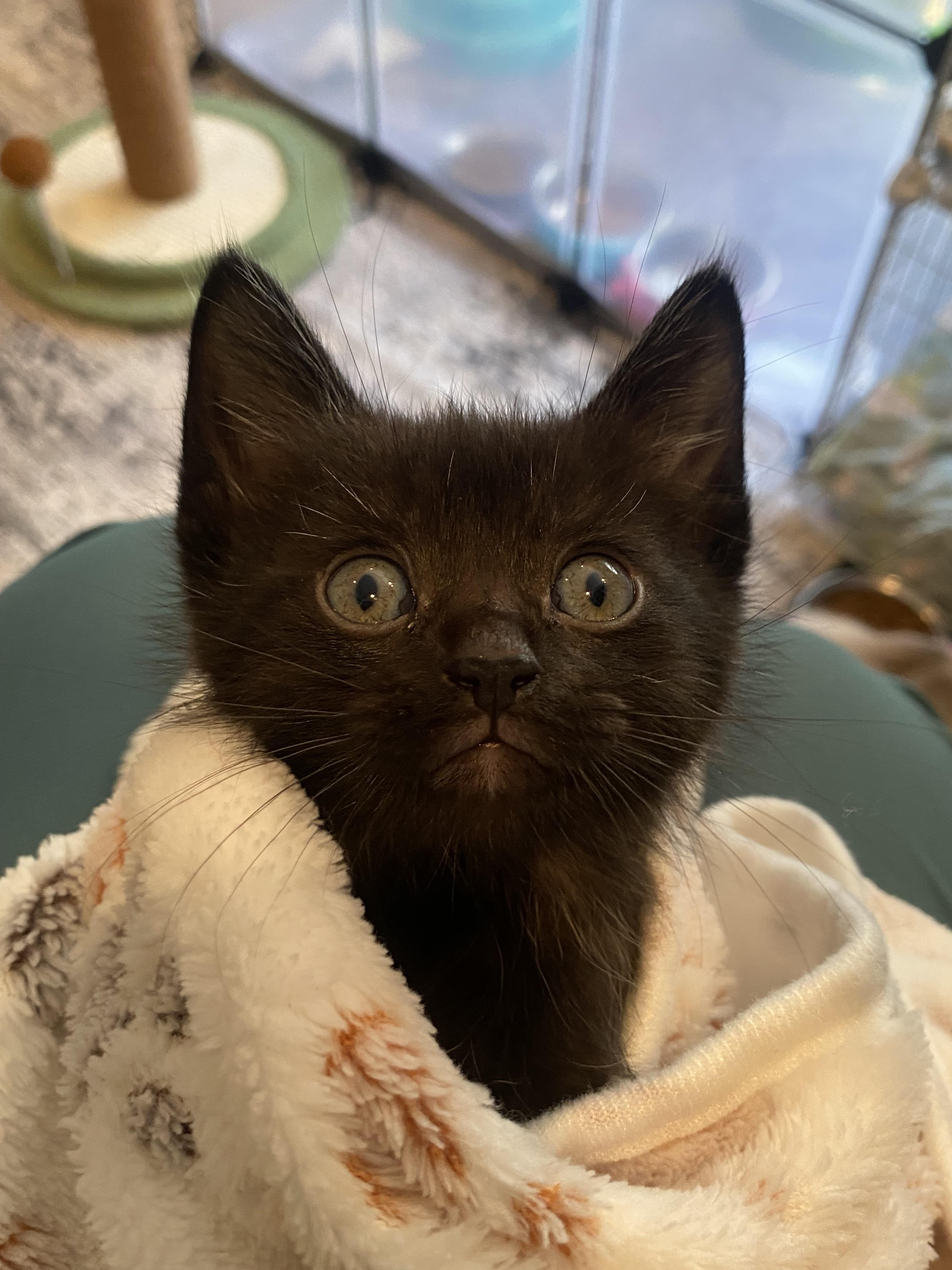 Enlarge Sesame, a Adoptable Domestic Short Hair in Long Beach, CA image 1/6