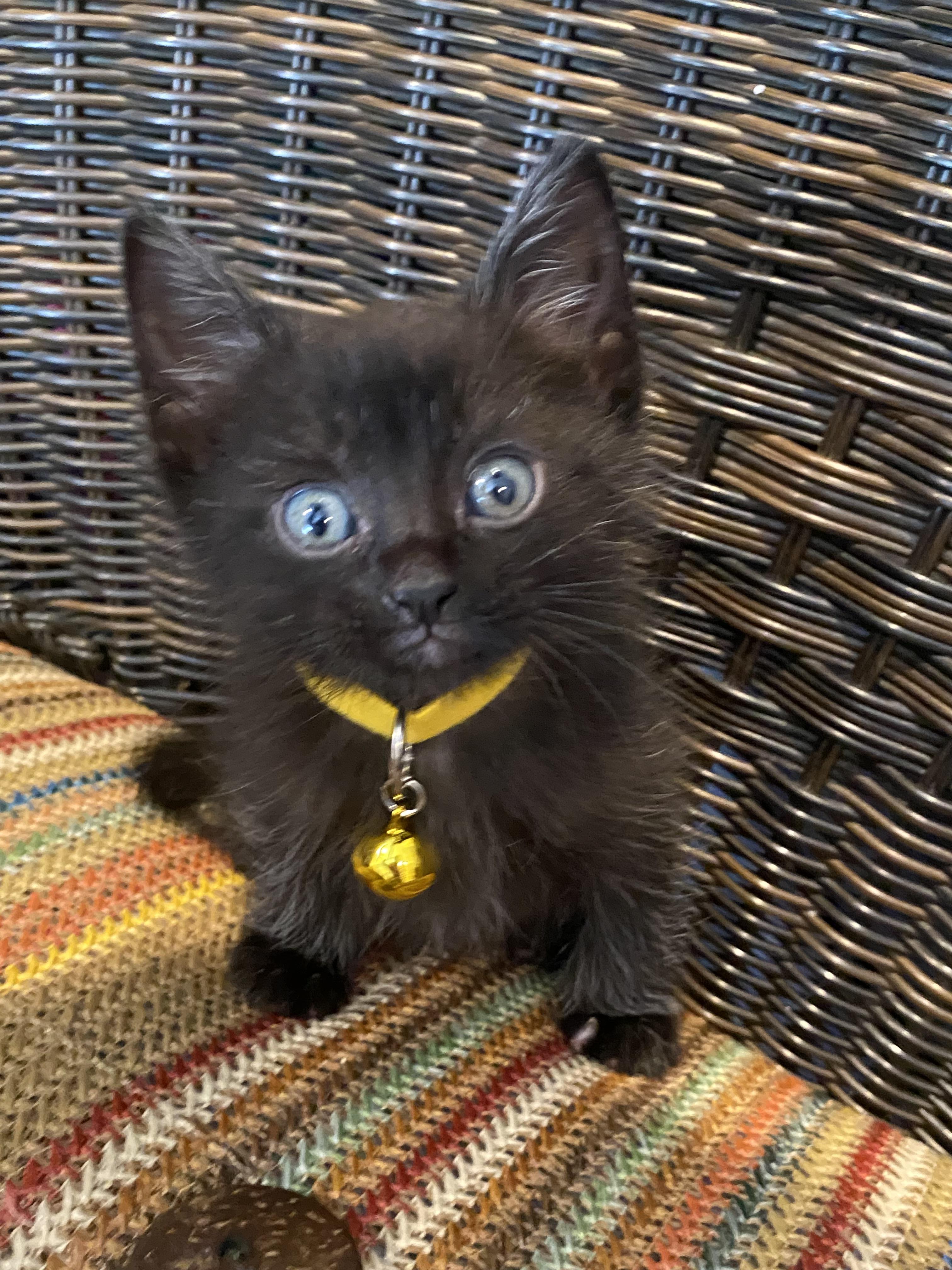 Enlarge Sesame, a Adoptable Domestic Short Hair in Long Beach, CA image 2/6