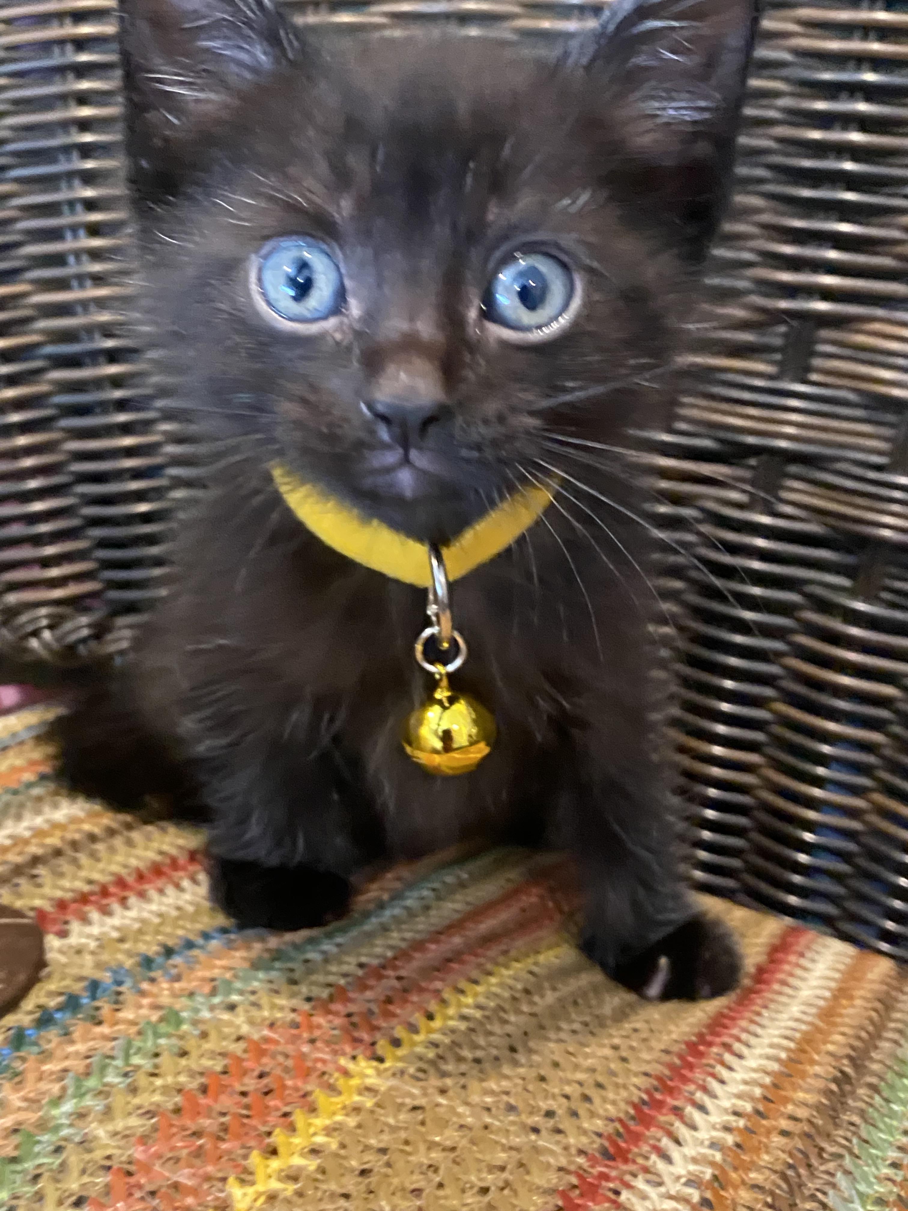 Enlarge Sesame, a Adoptable Domestic Short Hair in Long Beach, CA image 3/6