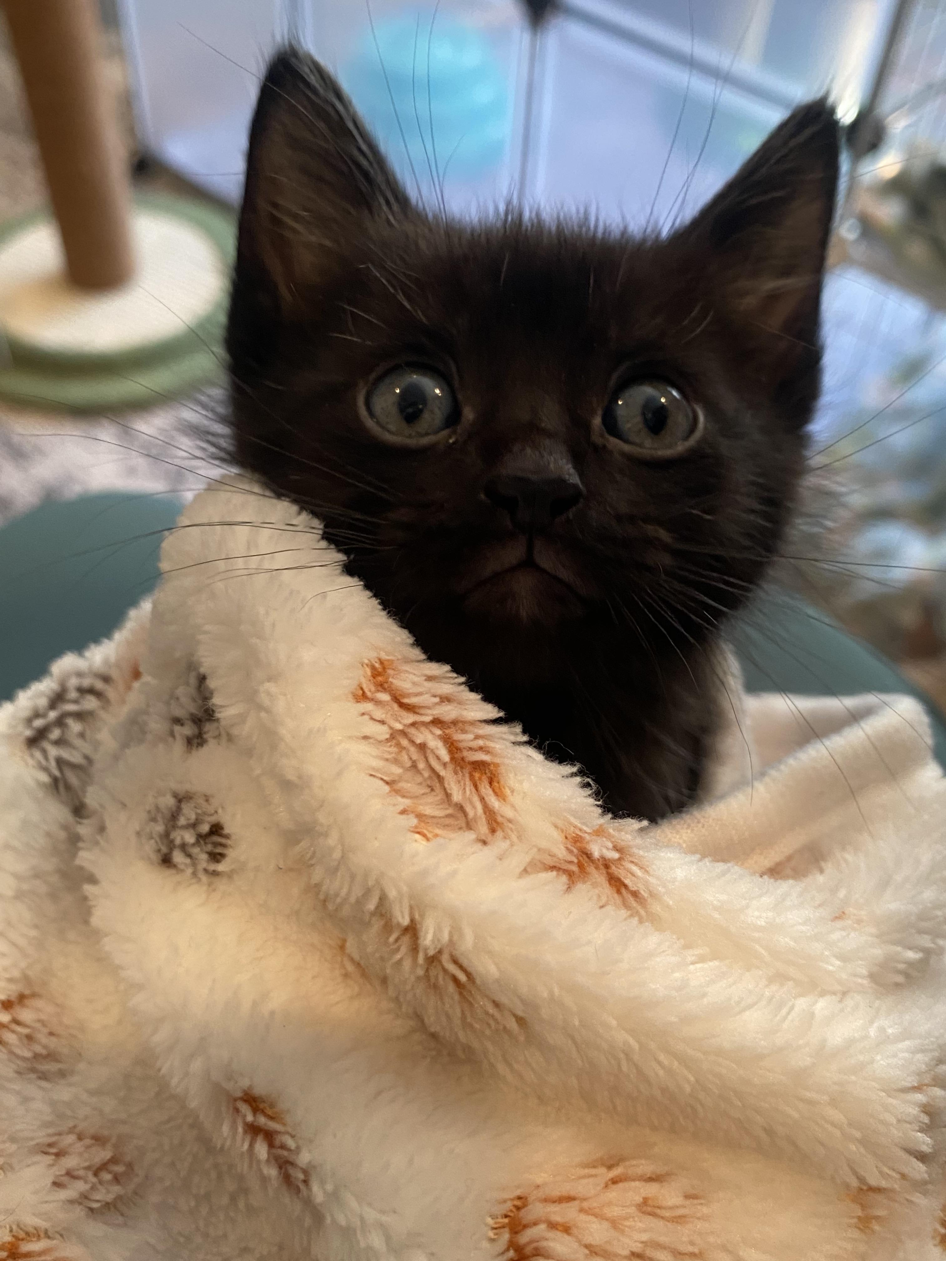 Enlarge Sesame, a Adoptable Domestic Short Hair in Long Beach, CA image 4/6