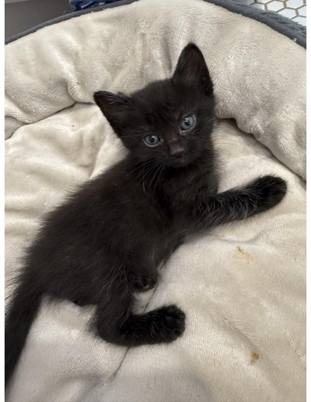 Enlarge Sesame, a Adoptable Domestic Short Hair in Long Beach, CA image 5/6
