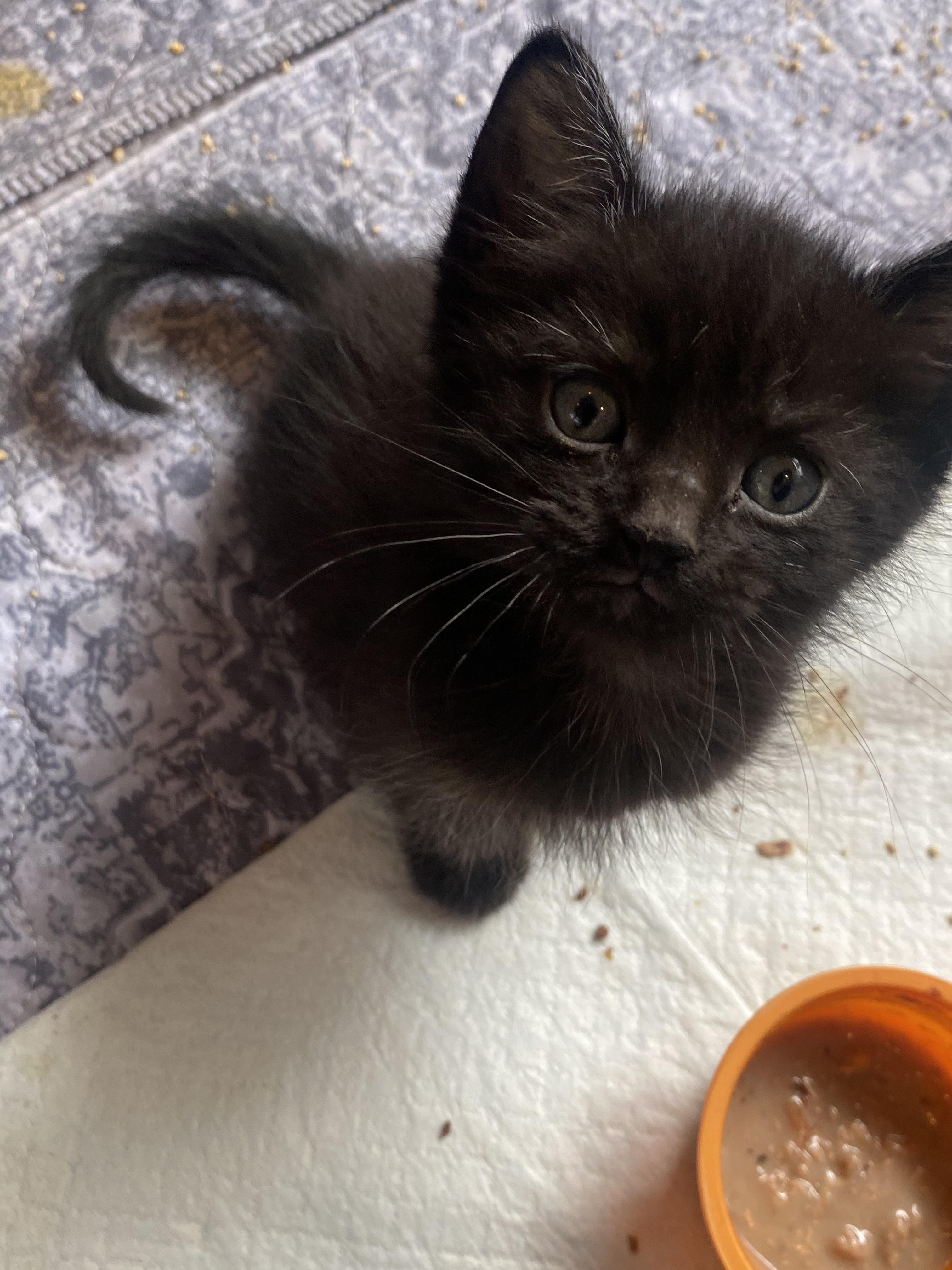 Enlarge Sesame, a Adoptable Domestic Short Hair in Long Beach, CA image 6/6
