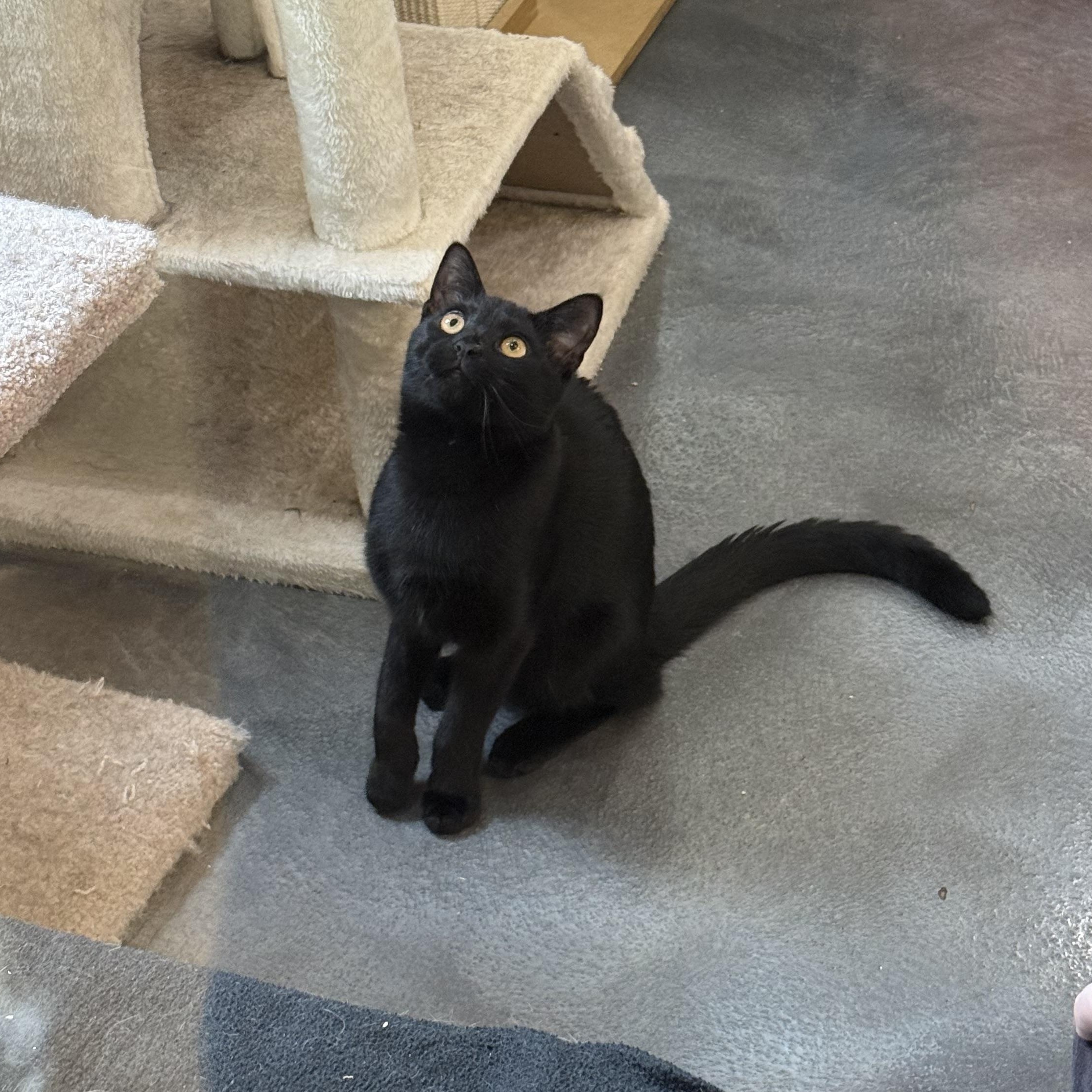 Simon, an adopted mixed breed in West Milford, NJ image 5/5