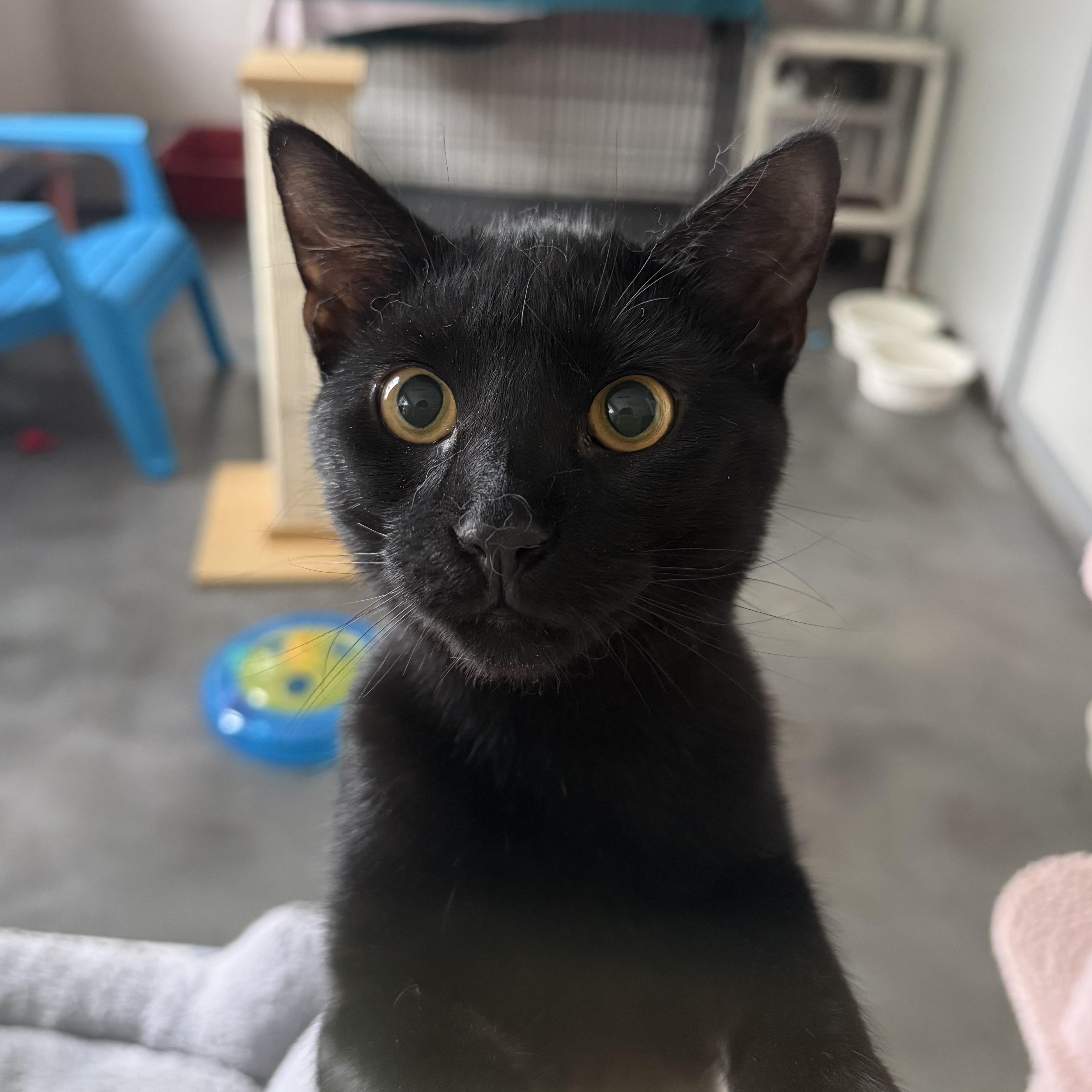 Simon, an adopted mixed breed in West Milford, NJ image 1/5