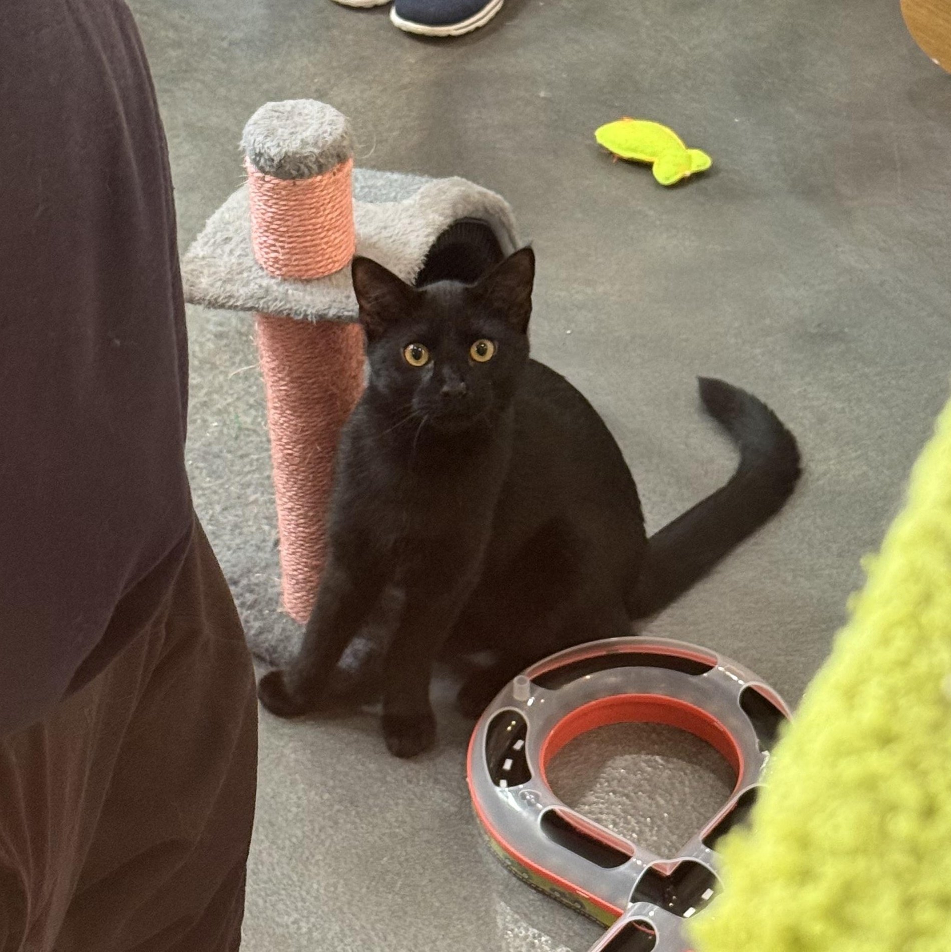 Simon, an adopted mixed breed in West Milford, NJ image 2/5