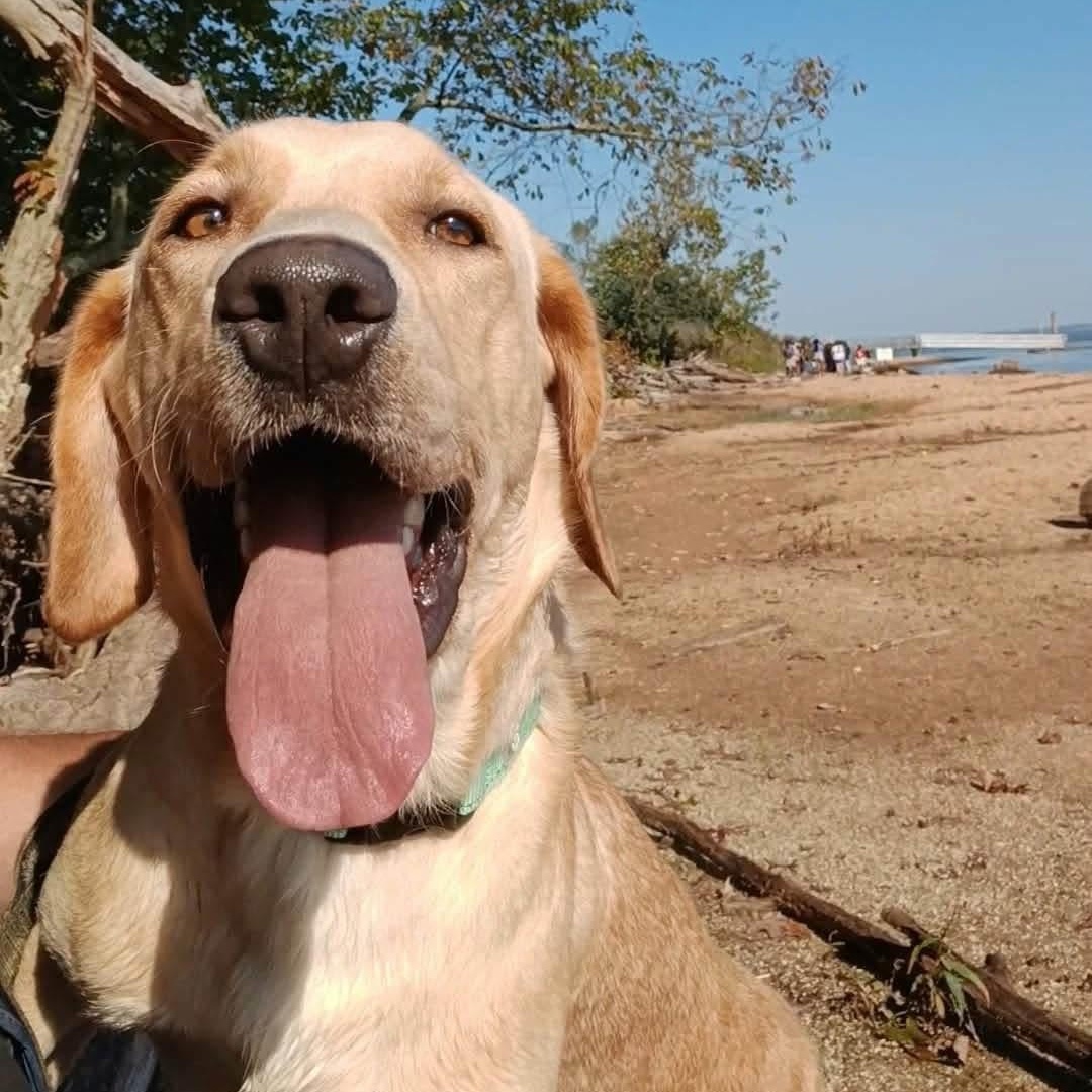 T-Bone, Adoptable, Adult Male Labrador Retriever.