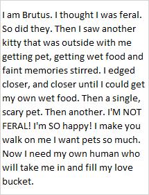 Brutus, an adoptable Domestic Short Hair in Libby, MT, 59923 | Photo Image 2