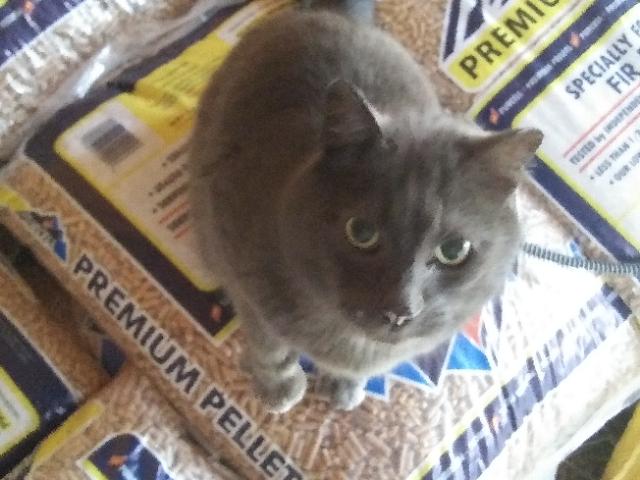 Enlarge Brutus, a Adoptable Domestic Short Hair in Libby, MT image 4/4