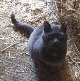 Brutus, Adoptable, Adult Male Domestic Short Hair.