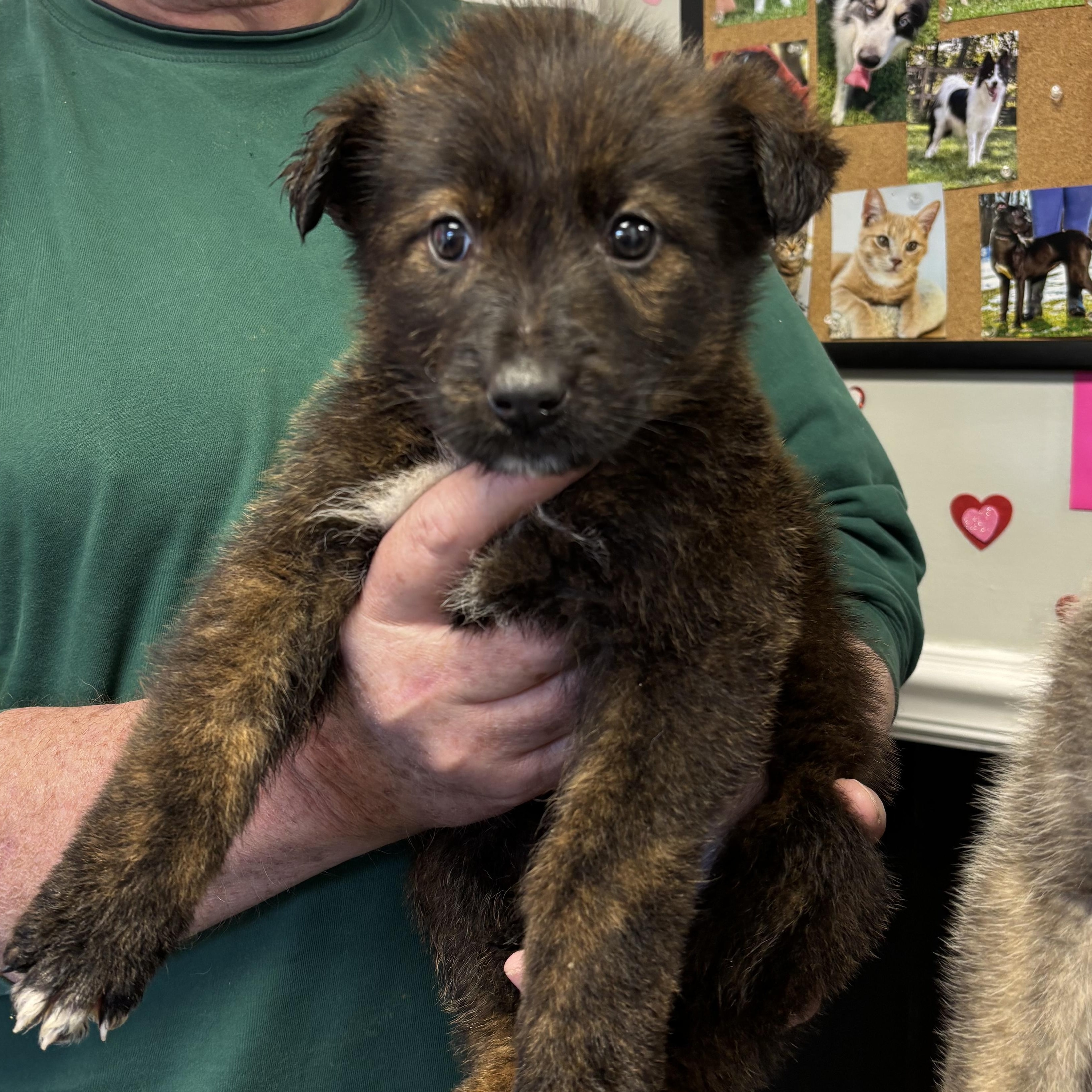 Enlarge Bear, an adopted mixed breed in Oak Bluffs, MA image 1/1