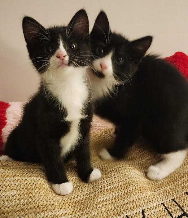 Soot & Sprite, an adopted Domestic Short Hair in Mansfield Center, CT image 1/2