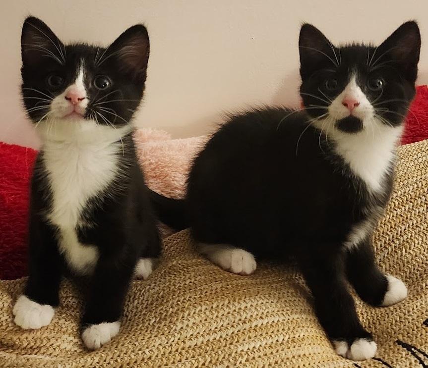 Soot & Sprite, an adopted Domestic Short Hair in Mansfield Center, CT image 2/2