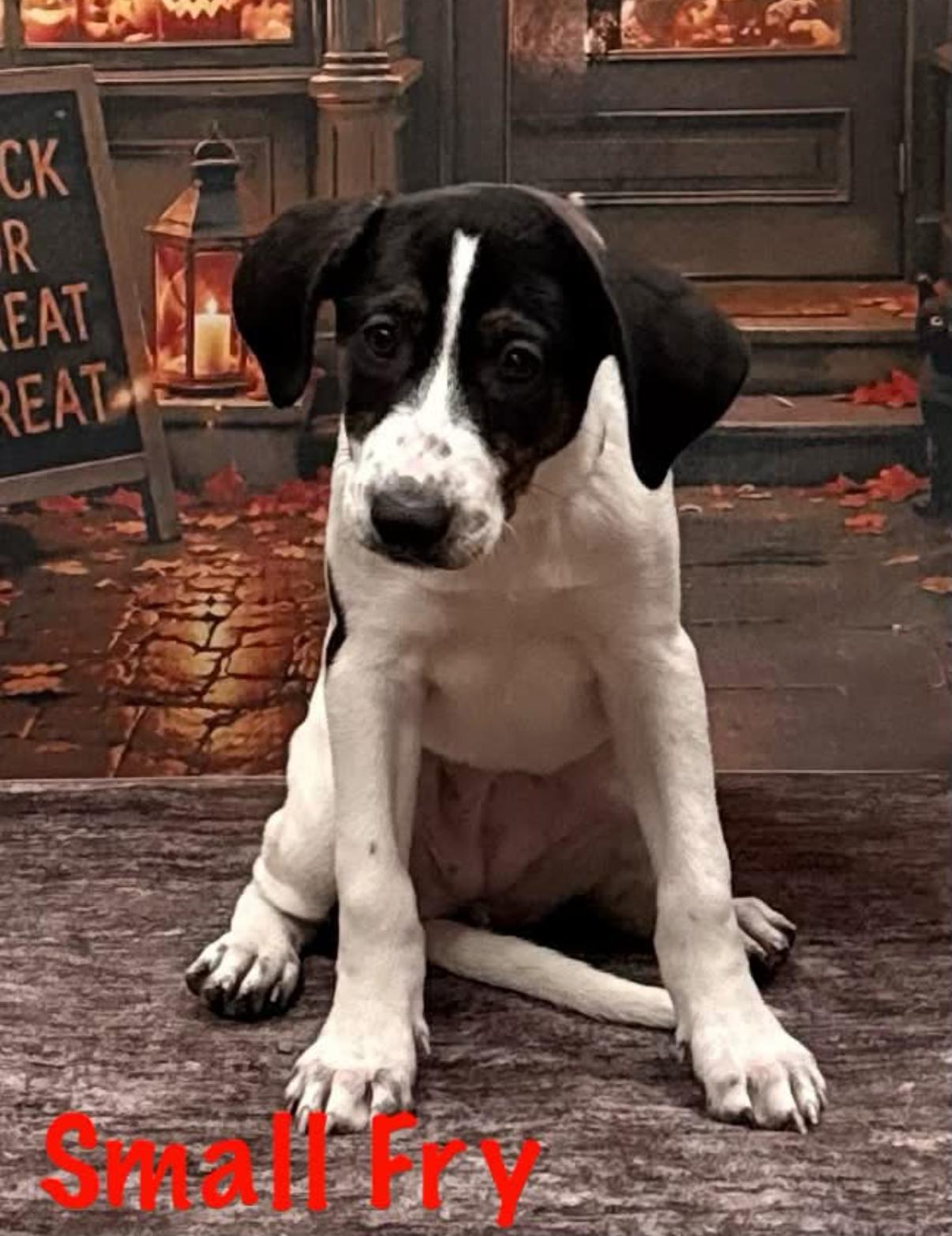 Enlarge Small Fry, a Adoptable mixed breed in Albany, NY image 2/5