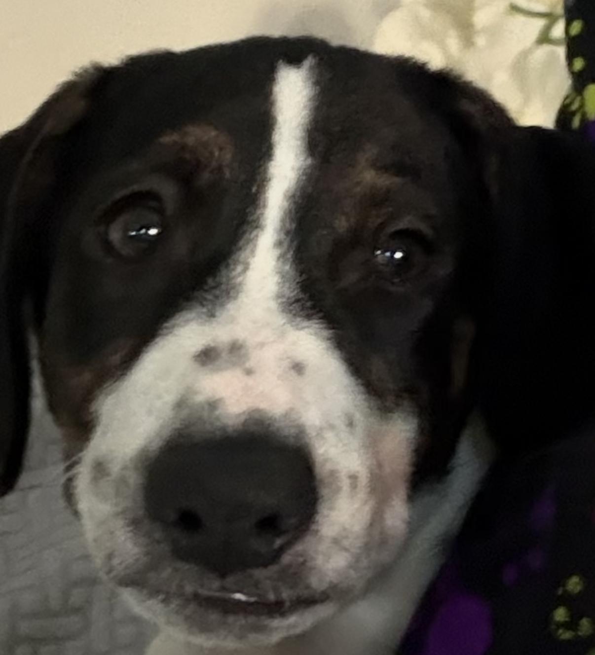 Enlarge Small Fry, a Adoptable mixed breed in Albany, NY image 5/5