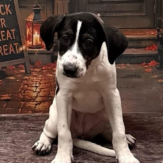Small Fry, Adoptable, Puppy Female Plott Hound.