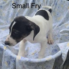 Enlarge Small Fry, a Adoptable mixed breed in Albany, NY image 3/5